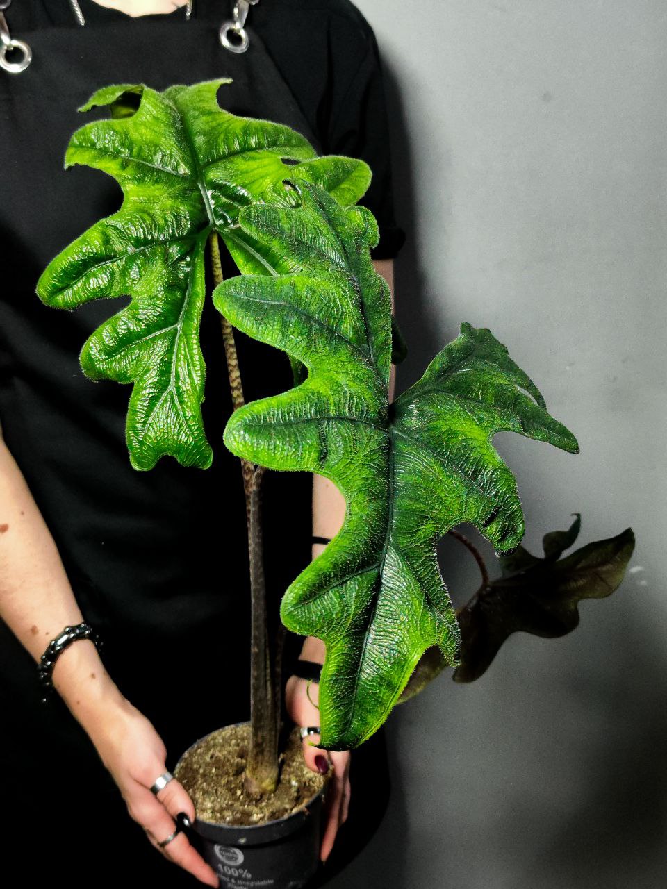 Алоказия Жаклин (Alocasia Jacklynn) D12см