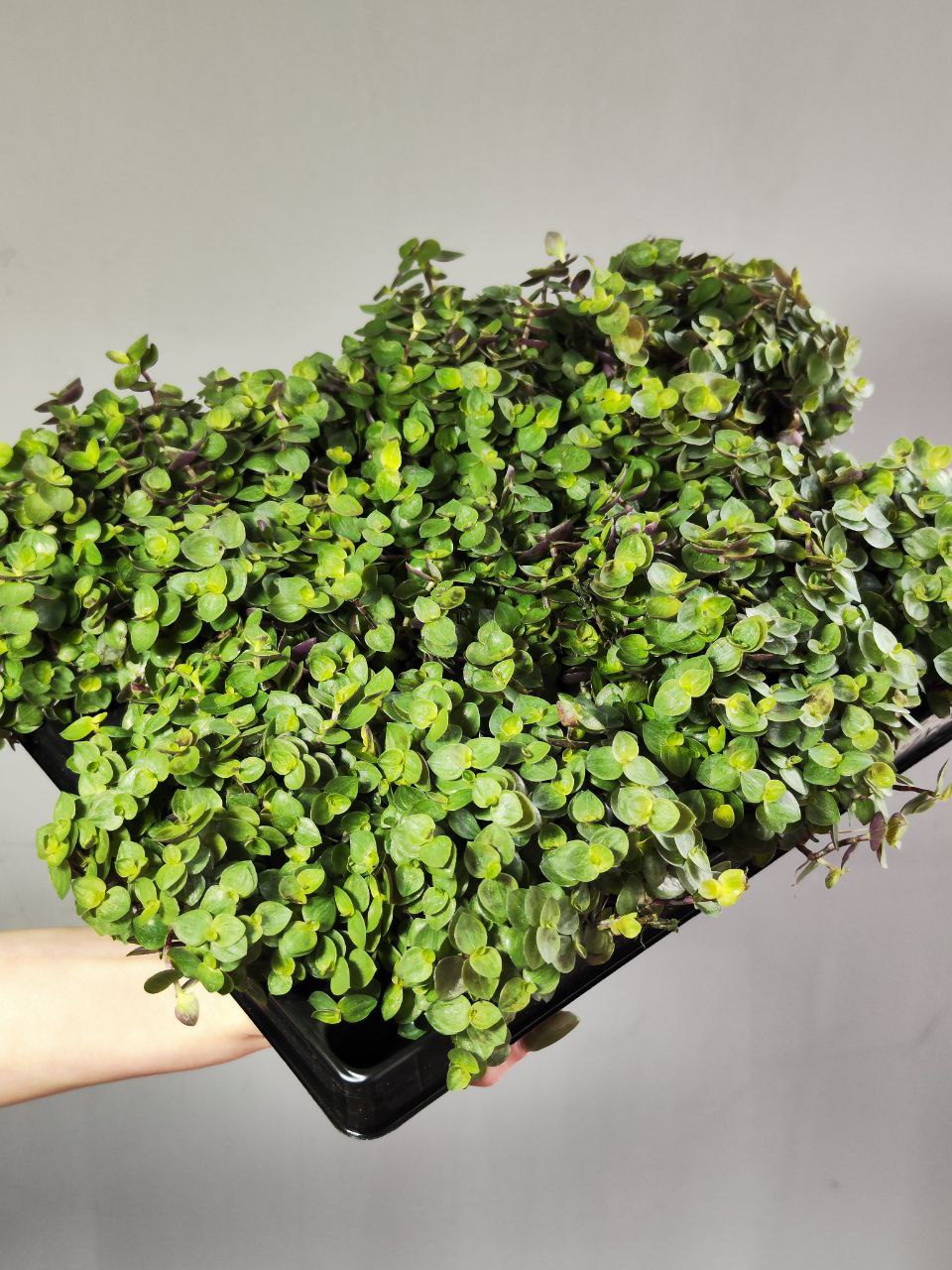 Каллизия Репенс Грин (Callisia Repens Green) D5см