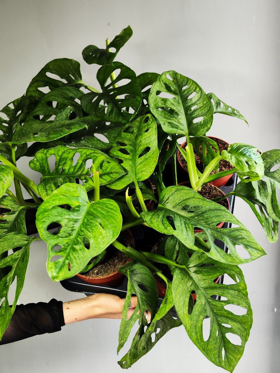 Монстера Адансона Вариегатная Минт (Monstera Adansonii Mint Variegated) D12см
