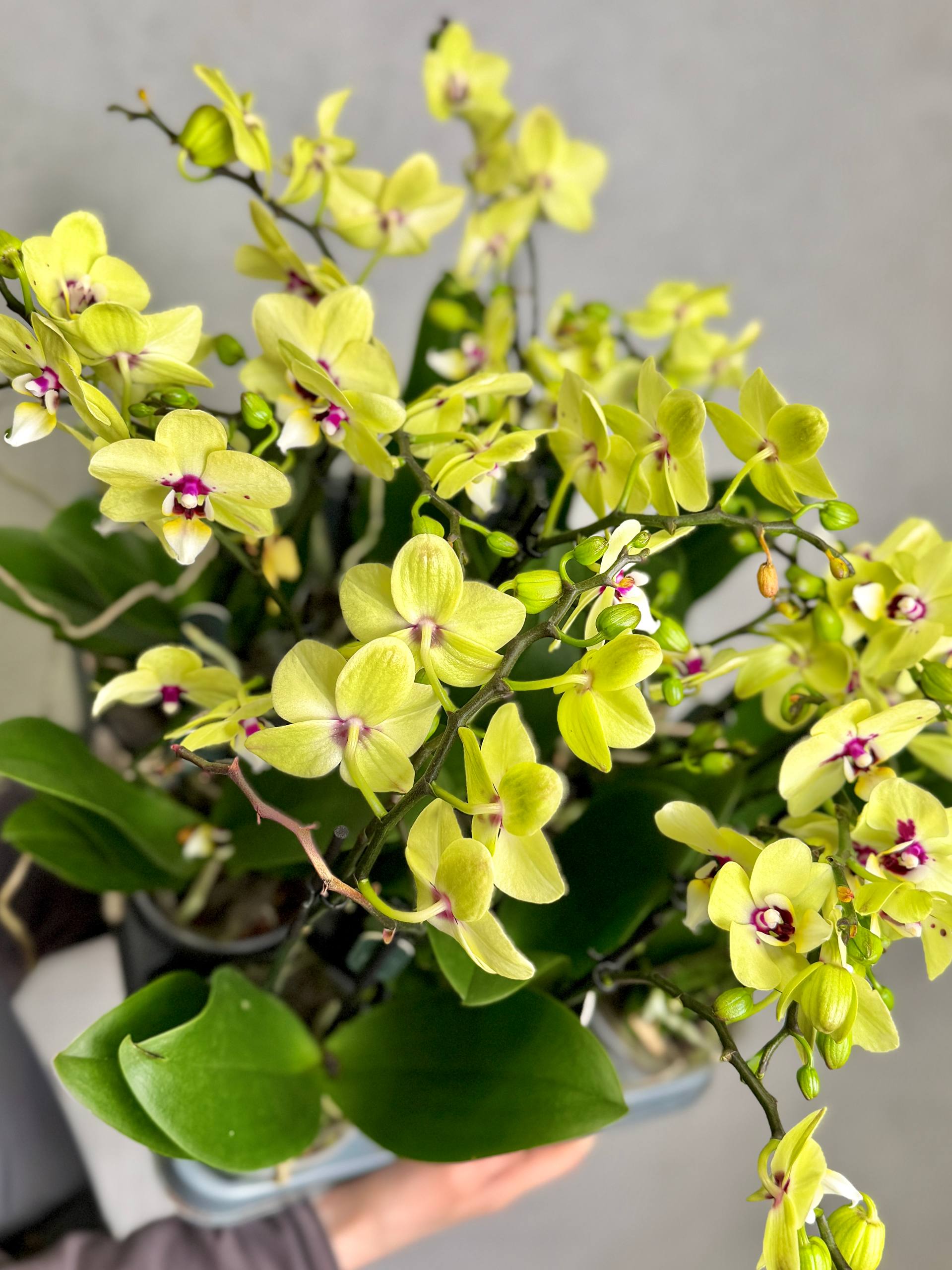 Орхидея Фаленопсис Букетто Лайм (Phalaenopsis Boquetto Lime) D9см