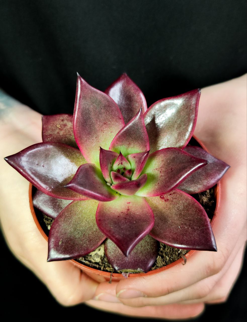 Эхеверия Таурус (Echeveria Taurus) D8см