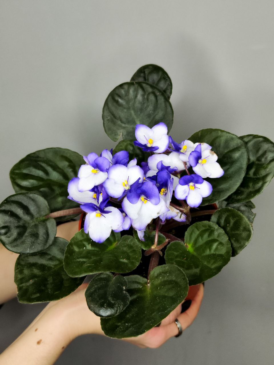 Сенполия (Фиалка) Васильково - Белая (Saintpaulia White Blue) D10см