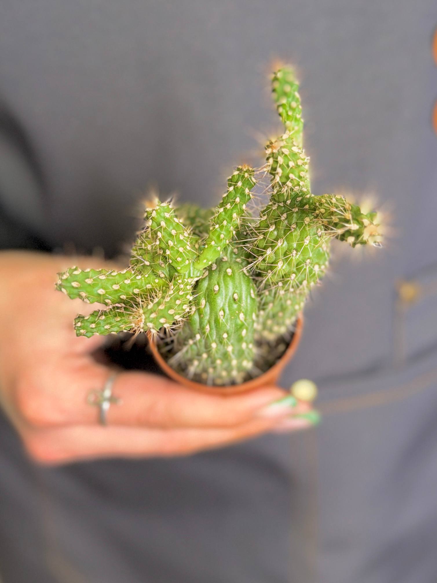 Опунция Фулгида (Opuntia Fulgida) D5см