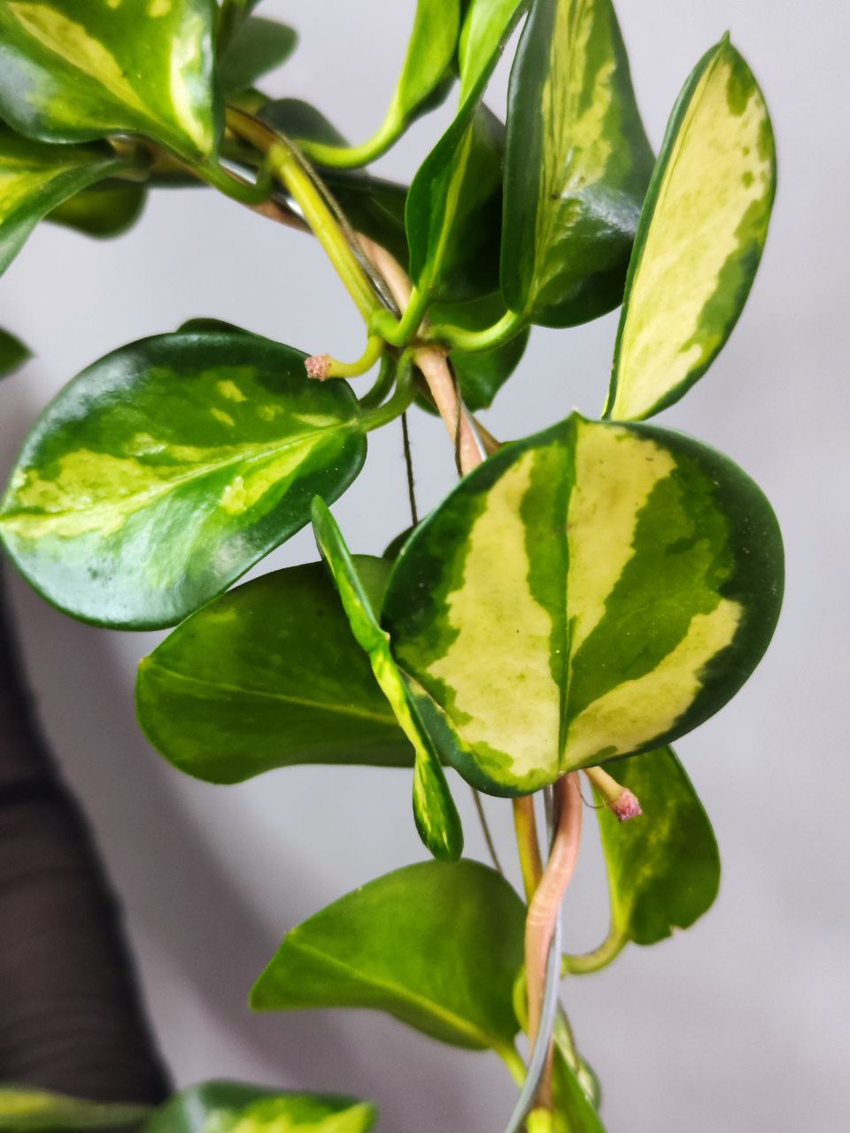 Хойя Аустралис Лиза на ободке (Hoya Australis Lisa) D12см