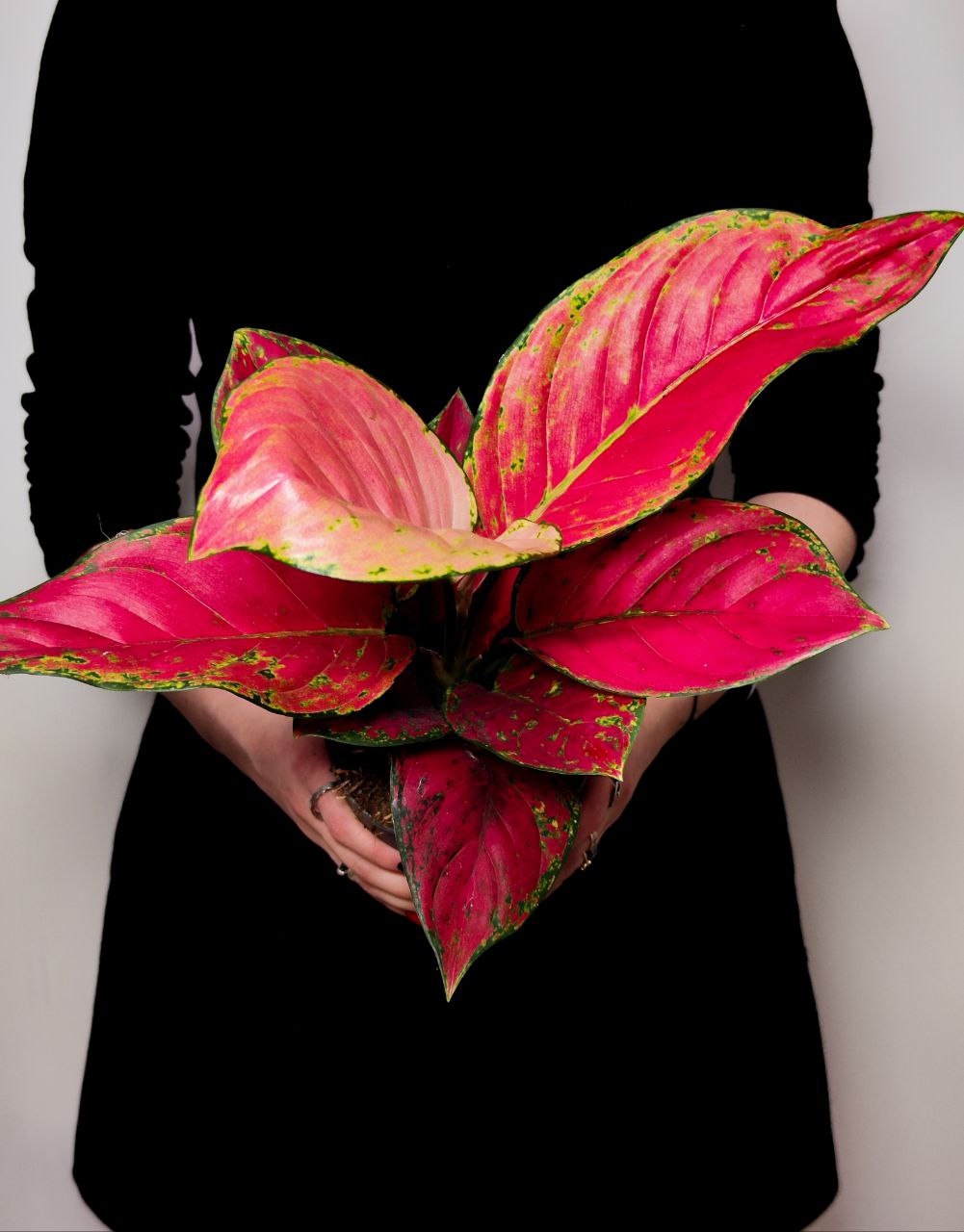 Аглаонема Ред Руби (Aglaonema Red Ruby) D12см
