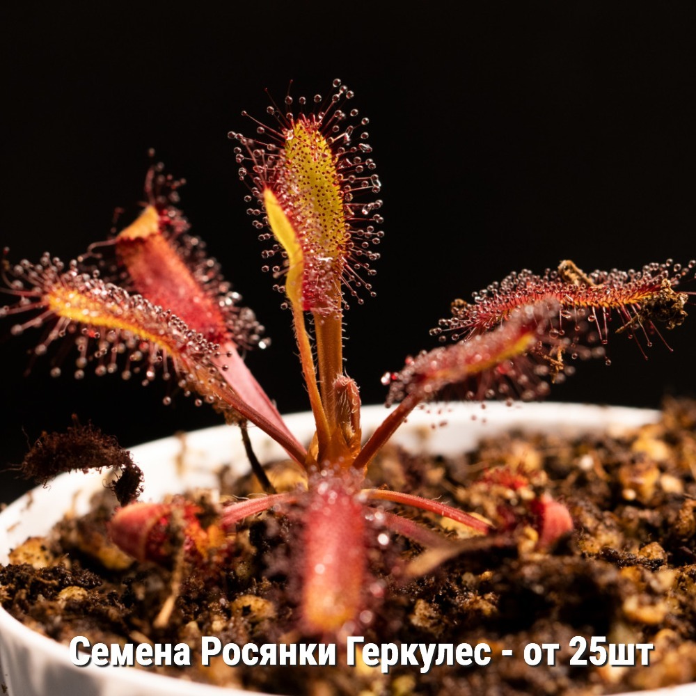 Семена Росянки Геркулес (Drosera Hercules) от 25шт