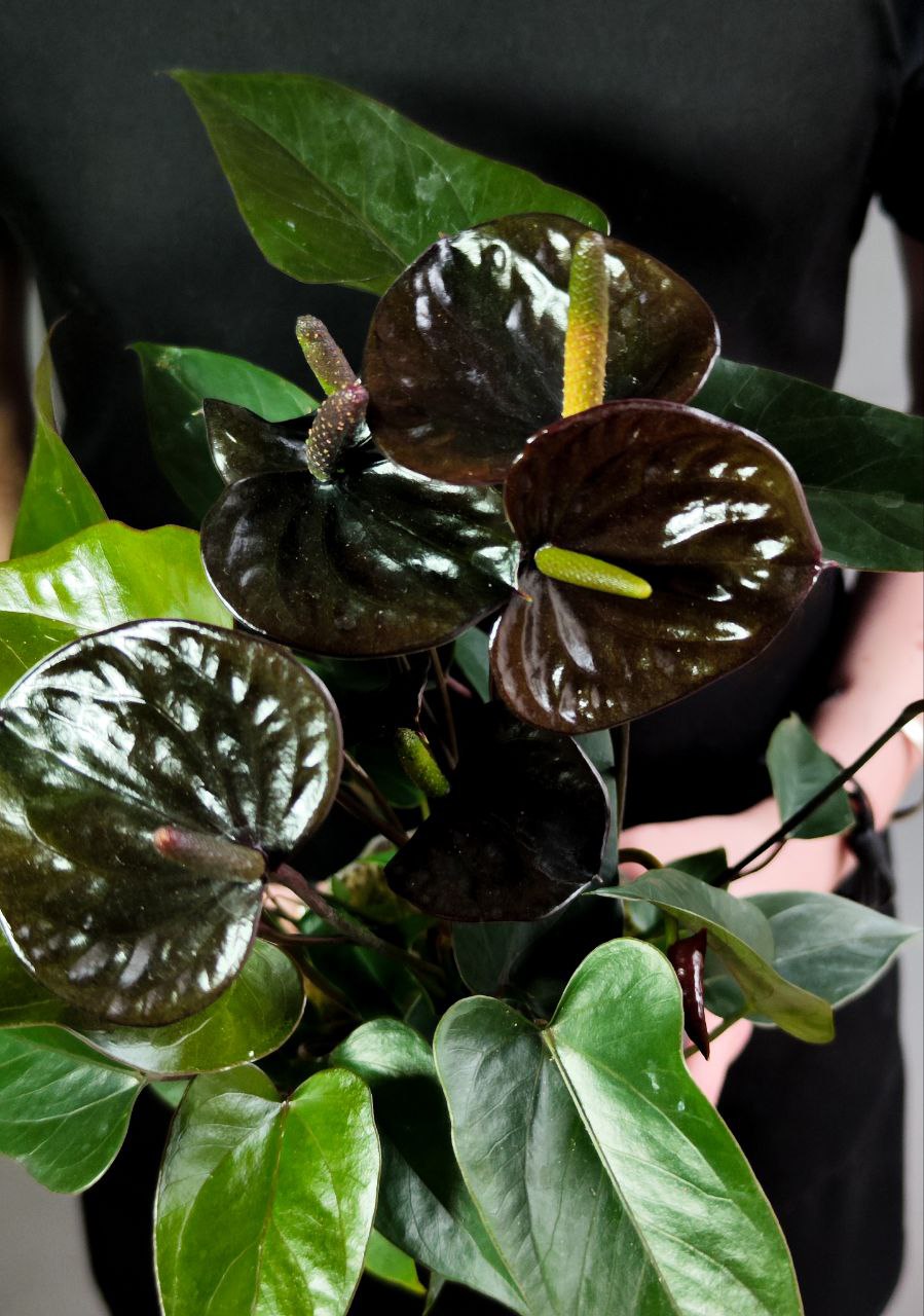 Антуриум Блэк Лав, или Черная Любовь (Anthurium Аndraeanum Black Love) D12см