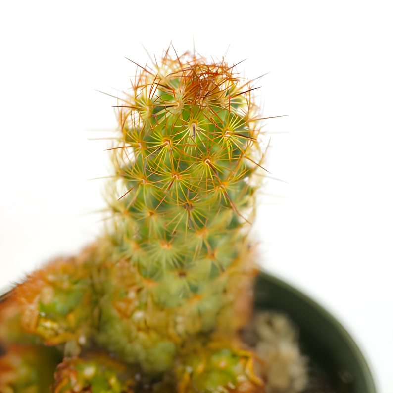Кактус Маммиллярия Элоганта, или Удлиненная (Cactus Elongata) D5см