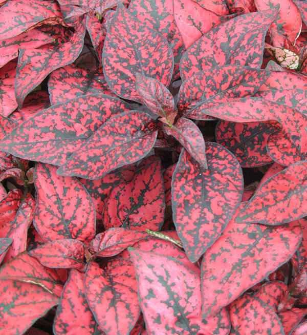 Гипоэстес Листоколосковый Ред (Hypoestes Phyllostachya Red) D6см