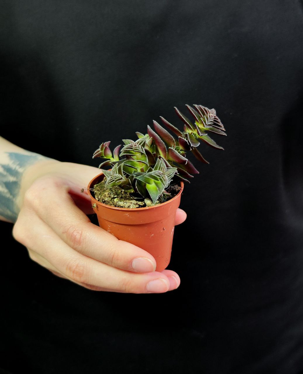 Крассула Капителла Коримбулоза (Crassula Capitella Corymbulosa) D5см