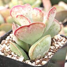 Адромискус Пинк Блаш (Adromischus Pink Blush) D8,5см