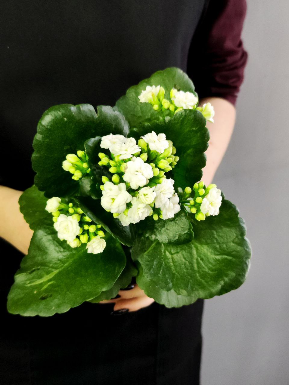Каланхоэ Розалина Белая (Kalanchoe Rosalina White) D9см