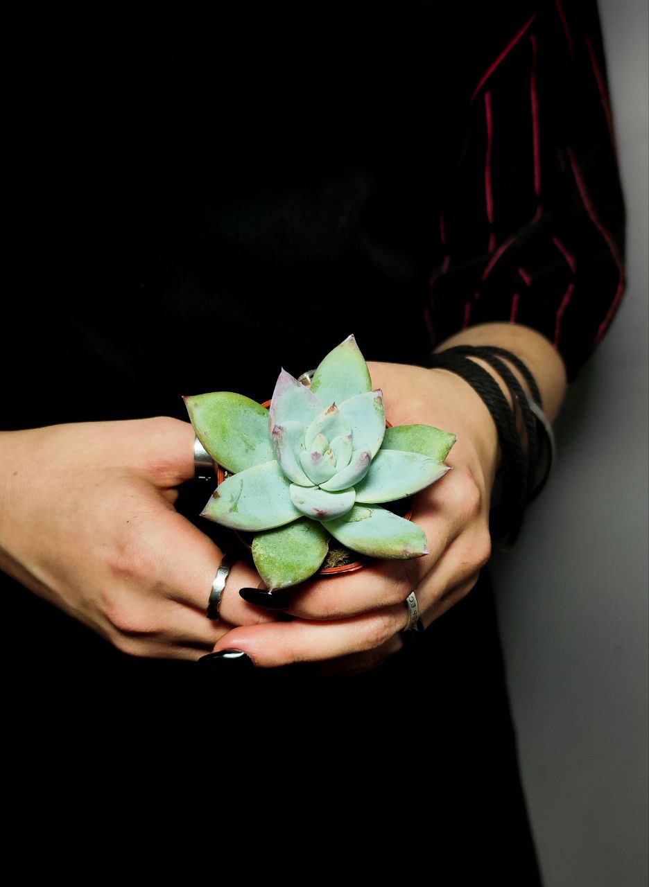 Эхеверия Колората Айс (Echeveria Colorata Ice) D5см