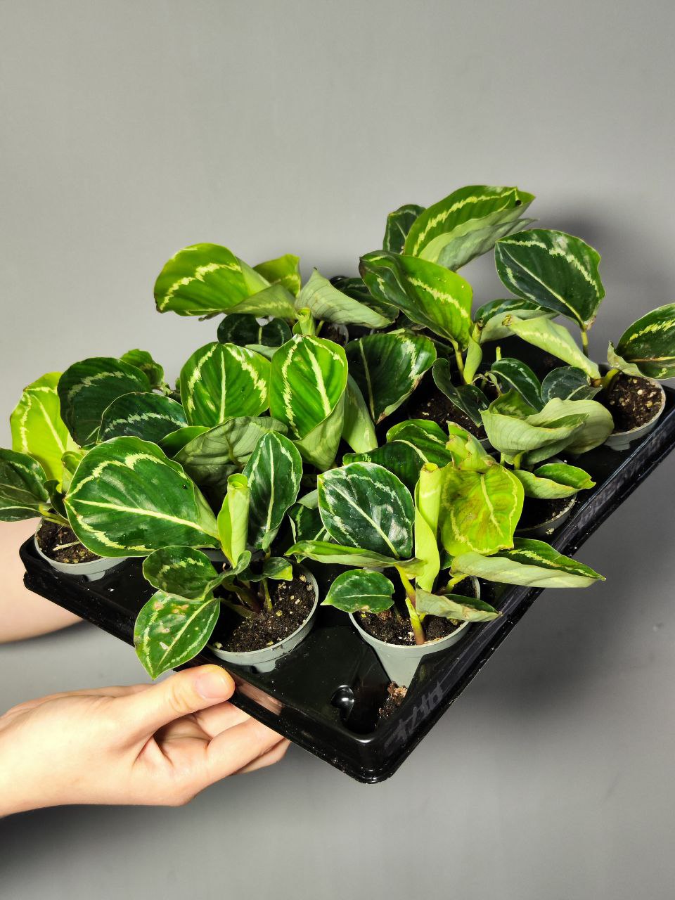 Калатея Розеопикта Грин (Calathea Roseopicta Green) D6см