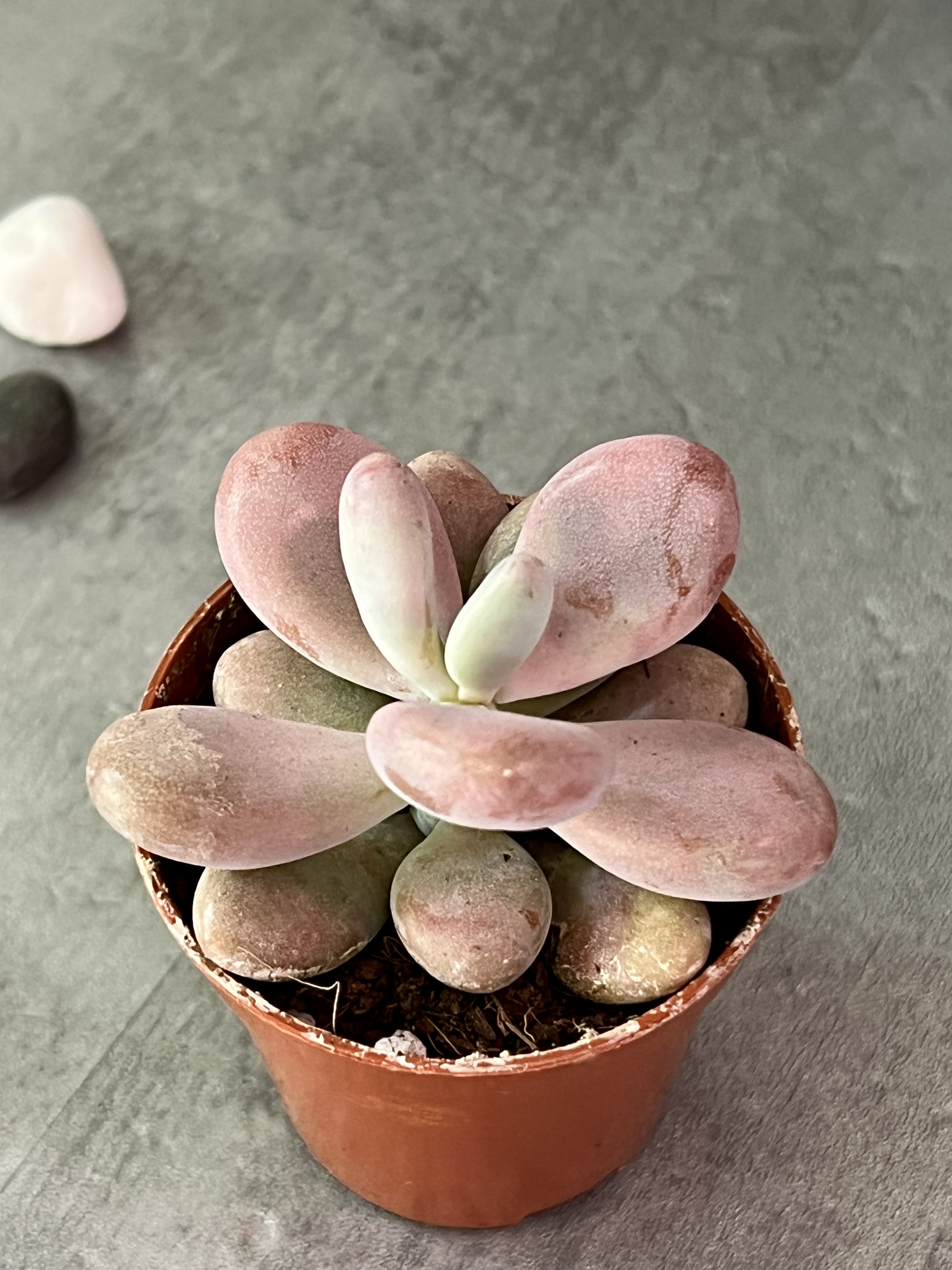 Пахифитум Момобиджин (Pachyphytum Momobijn) D5см