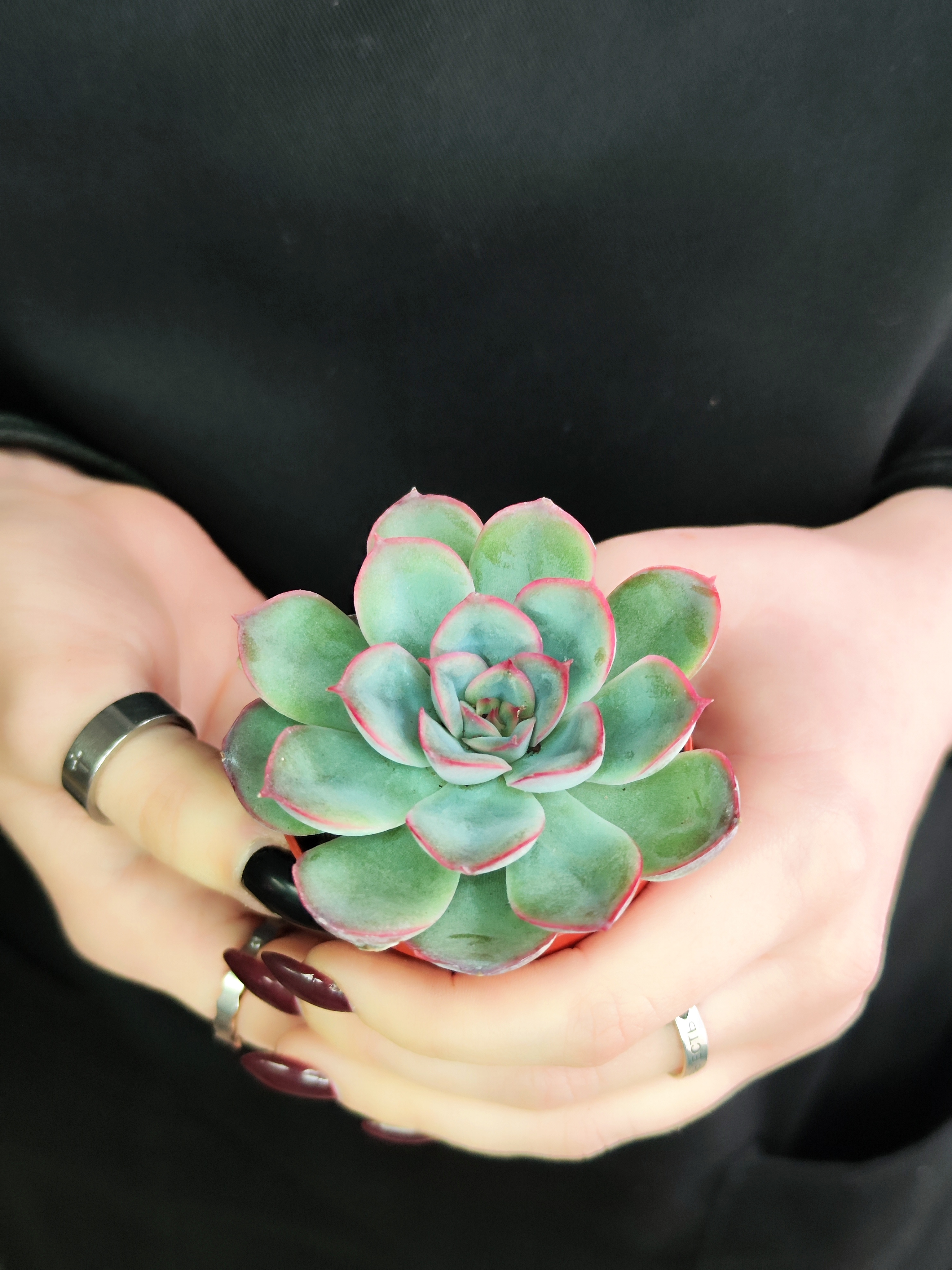 Эхеверия Мистери (Echeveria Mystery) D5см