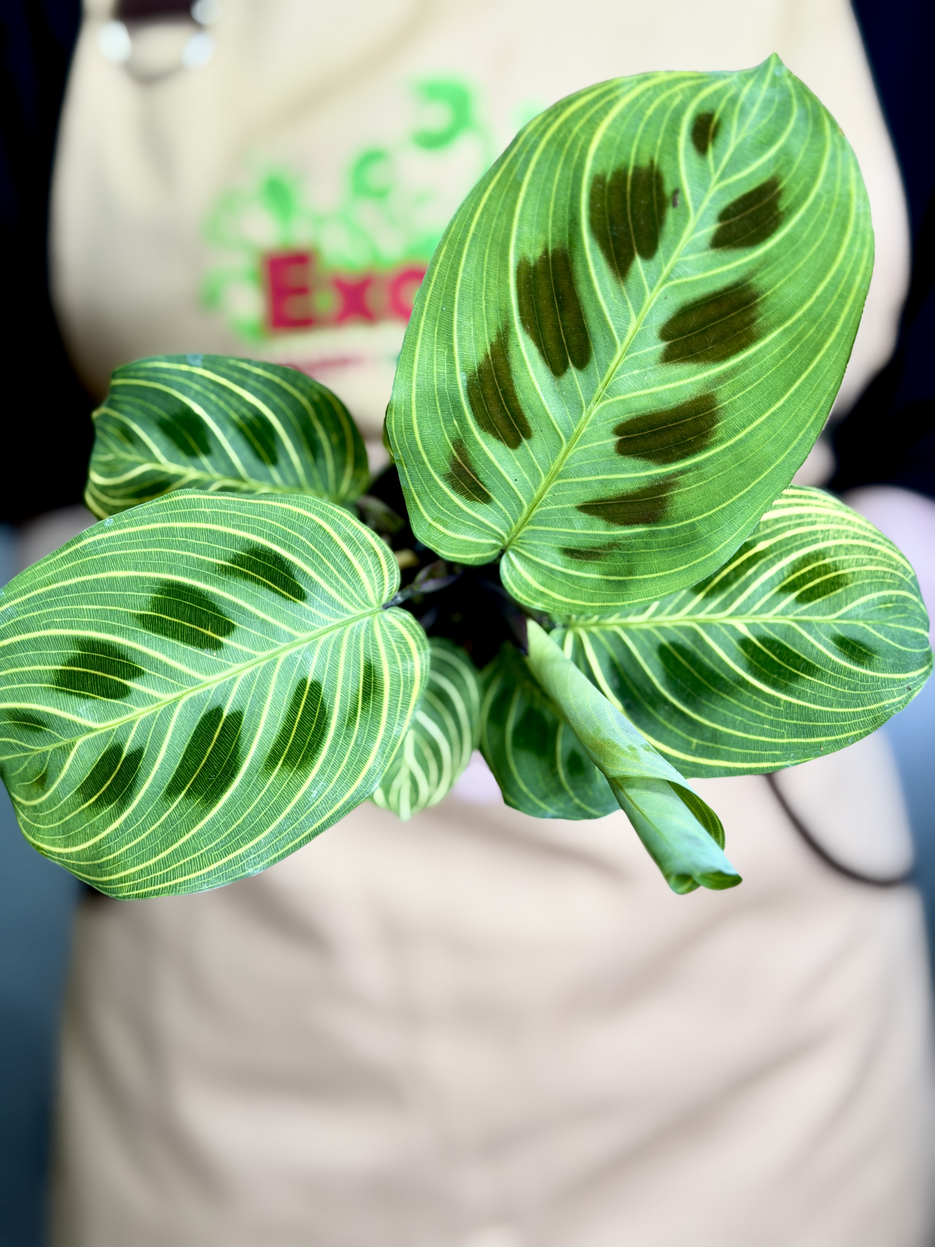 Маранта Голден Вейнс (Maranta Leuconeura Golden Veins) D6см
