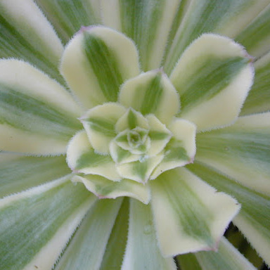 Эониум Вариегатный (Aeonium Variagata) D5см