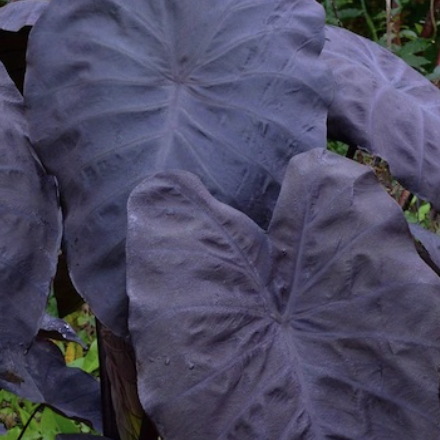 Колоказия Блэк Мэджик (Colocasia Black Magic) D15см