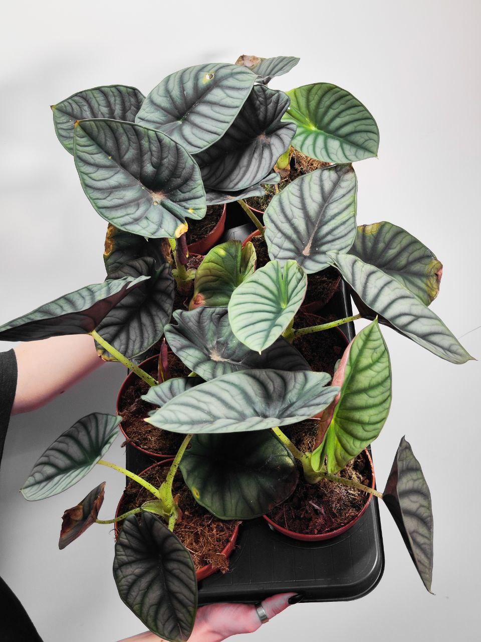Алоказия Сильвер Небула (Alocasia Silver Nebula) D12см