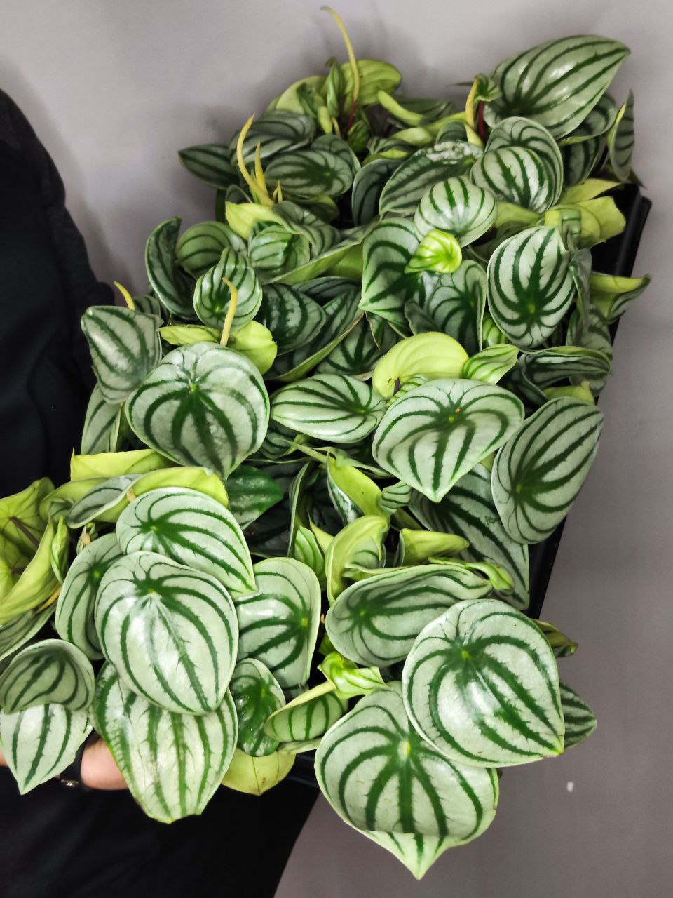 Пеперомия Арбузная (Peperomia Argyreia Watermelon) D11см