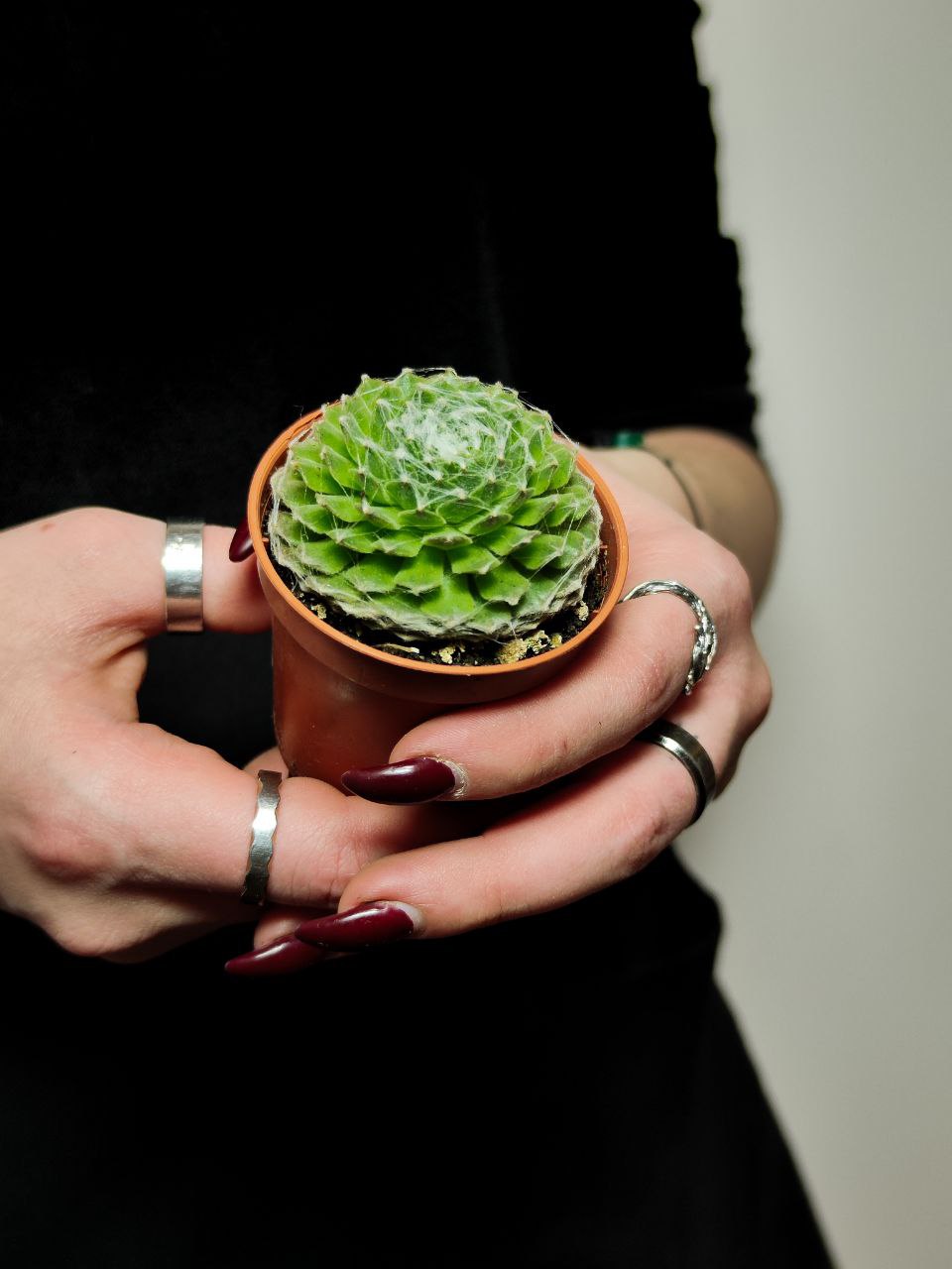 Молодило Паутинистое (Sempervivum Аrachnoideum) D5см