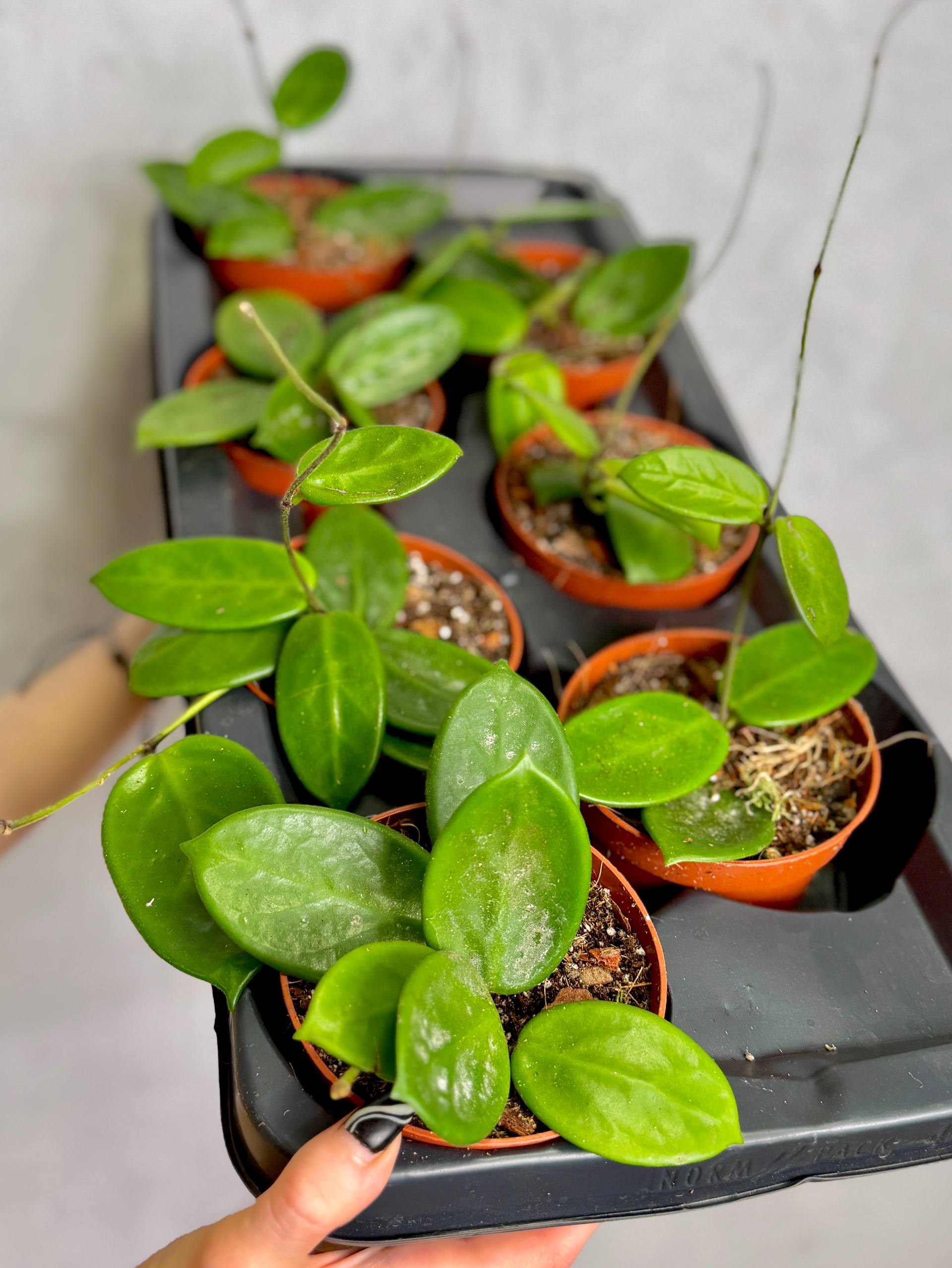 Хойя Вангвингенсис (Hoya Vangviengiensis) D10см