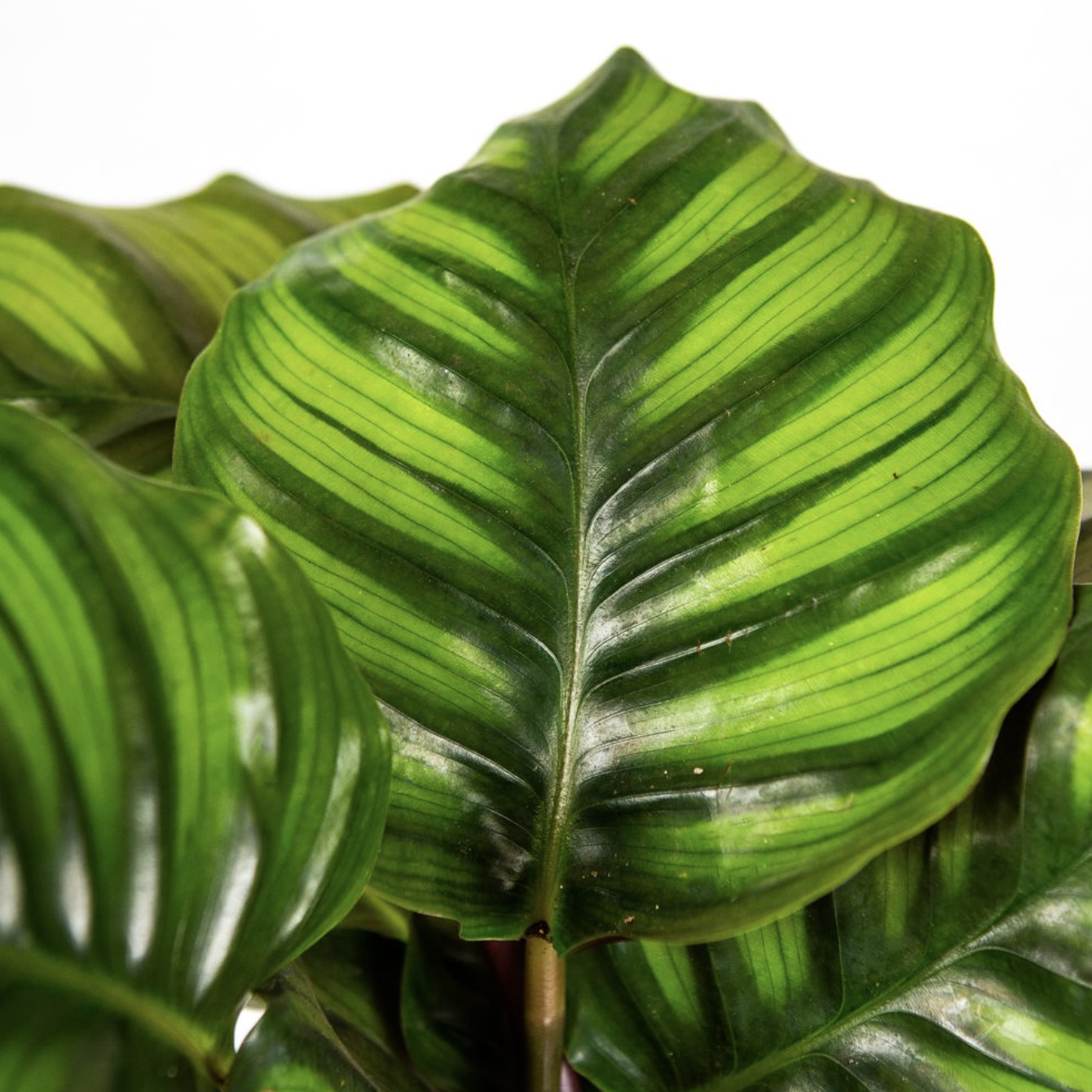 Калатея Фасциата (Calathea Fasciata) D14см