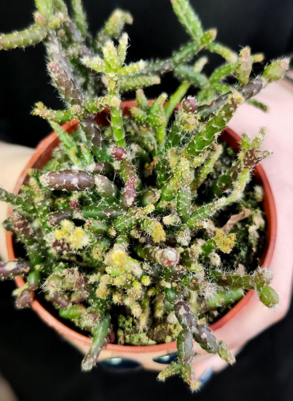 Рипсалис Барчела (Rhipsalis Burchellii) D8,5см