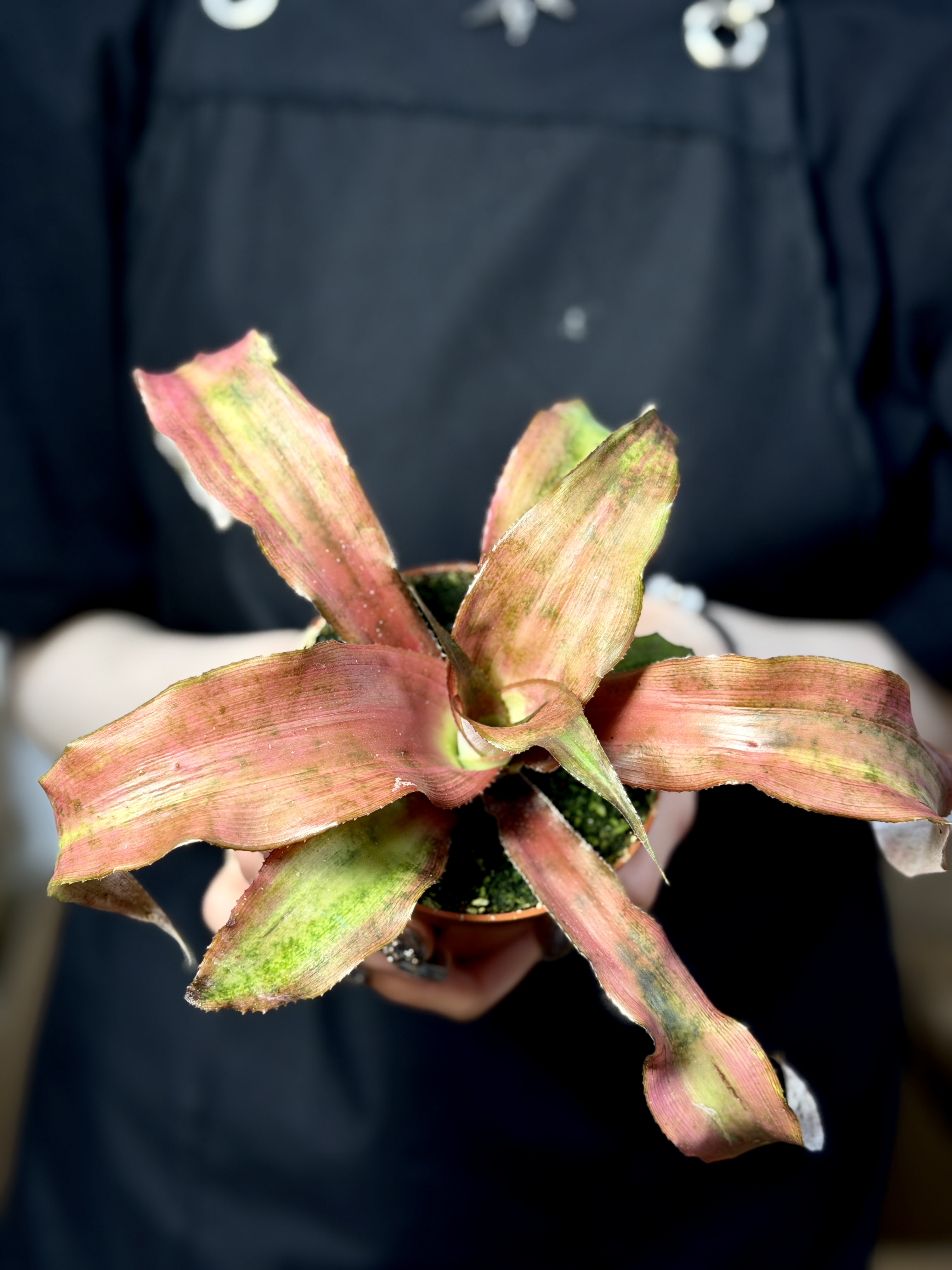 Криптантус Клубничный Фламбе (Cryptanthus Strawberry Flambee) D9см