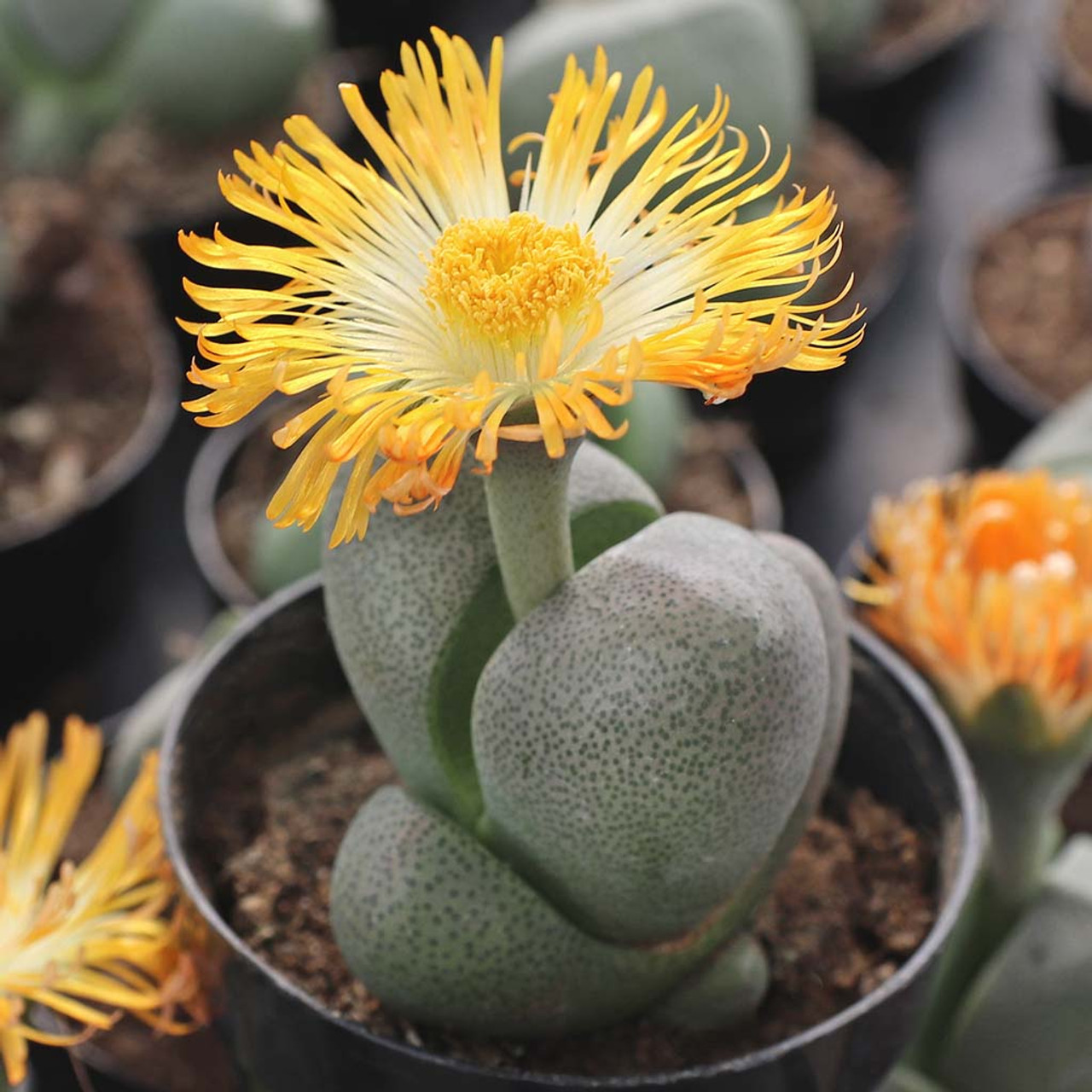 Плейоспилос Нелли Одиночный (Pleiospilos Nelii) D5см