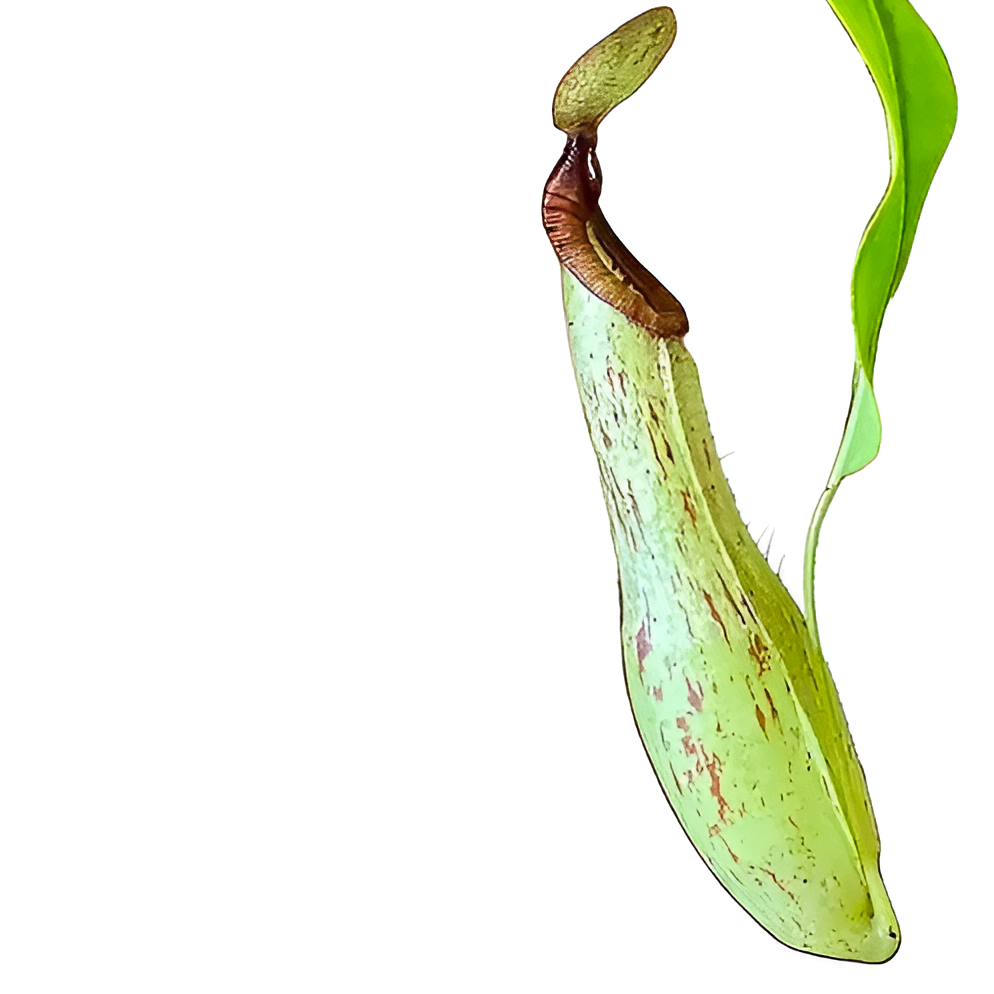 Непентес Мохито (Nepenthes Mojito) D14см