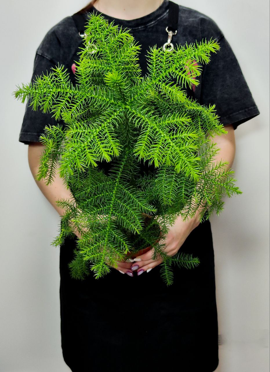 Араукария Разнолистная (Araucaria Heterophylla) D10см