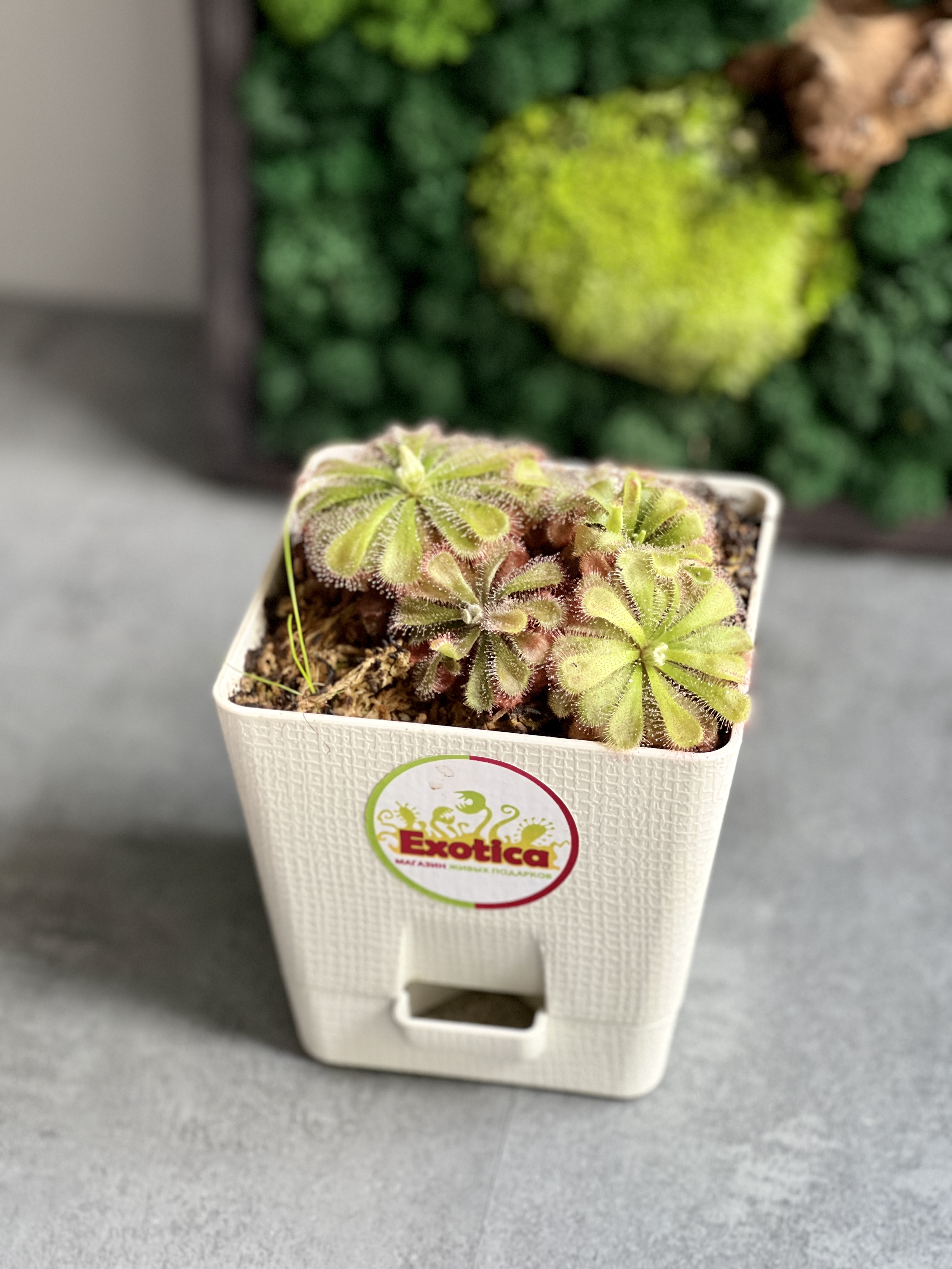 Росянка Алисия (Drosera Aliciae) пересаженная D12см
