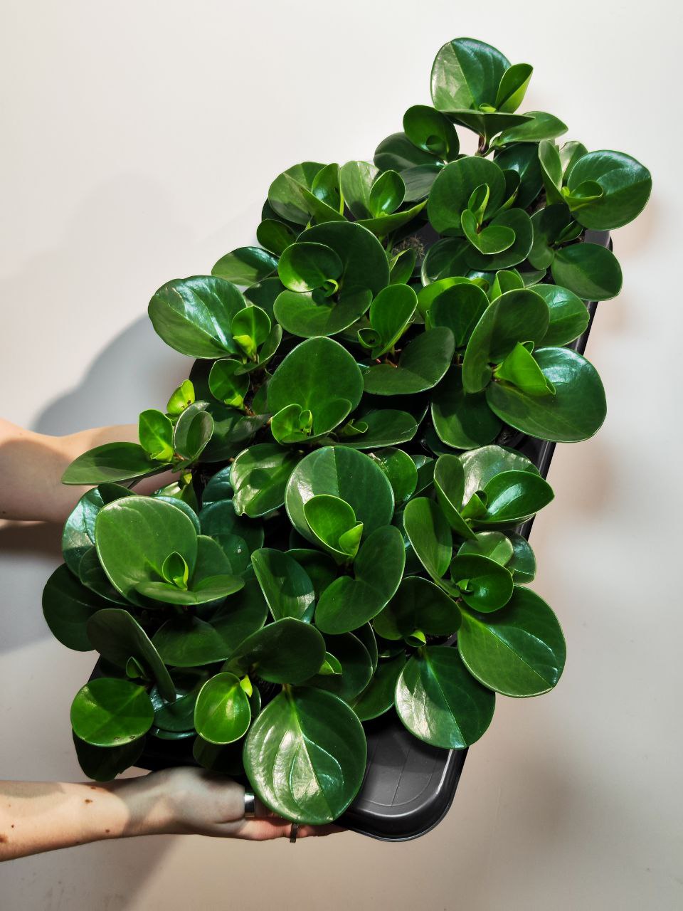 Пеперомия Туполистная Зеленая (Peperomia Obtusifolia Green) D11см
