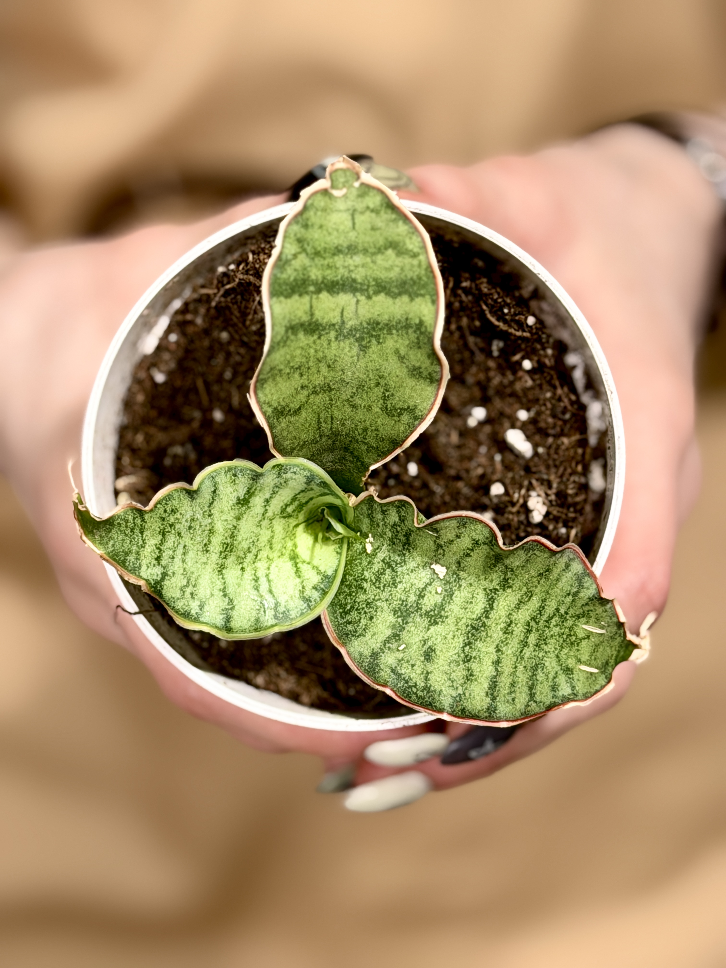Сансевиерия Стар Грин, Мини Лист (Sansevieria Star Green) D7,5см