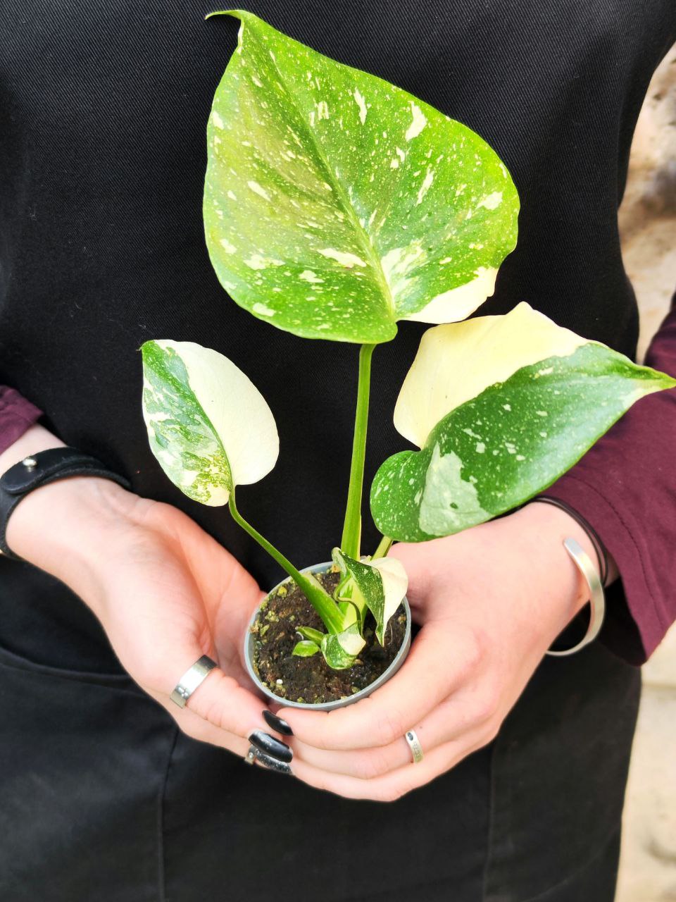 Монстера Деликатесная Тайское Созвездие (Monstera Thai Constellation) D6см