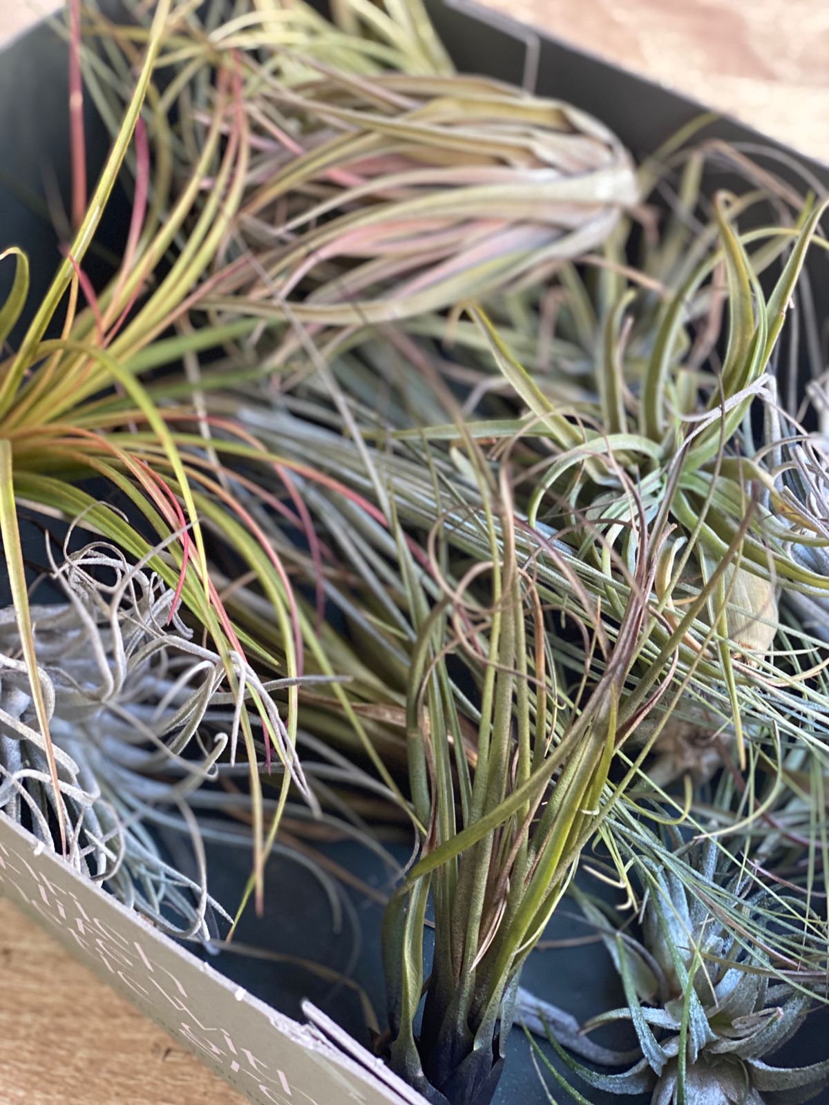 Тилландсия атмосферная уцен. микс из 2шт. (Tillandsia mix)