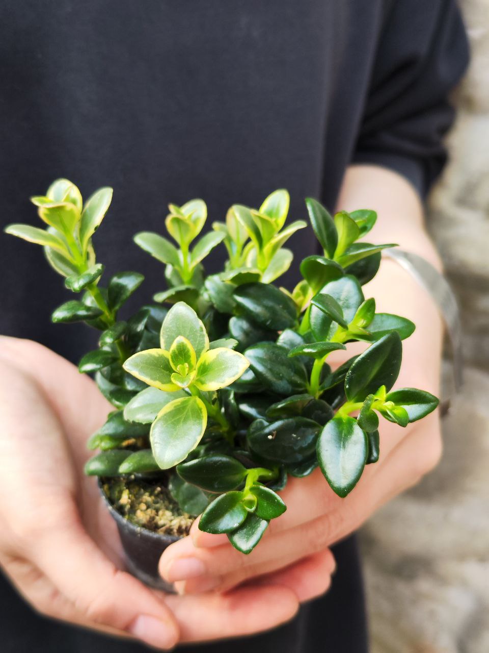 Нематантус Вариегатный, или Золотая Рыбка (Nematanthus Variegated) D6см