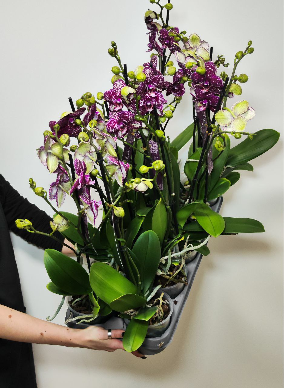 Фаленопсис Дикий Кот (Phalaenopsis Lioulin Wild Cat) D12см