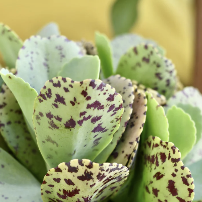 Каланхоэ Мраморное (Kalanchoe Marmorata) D5см