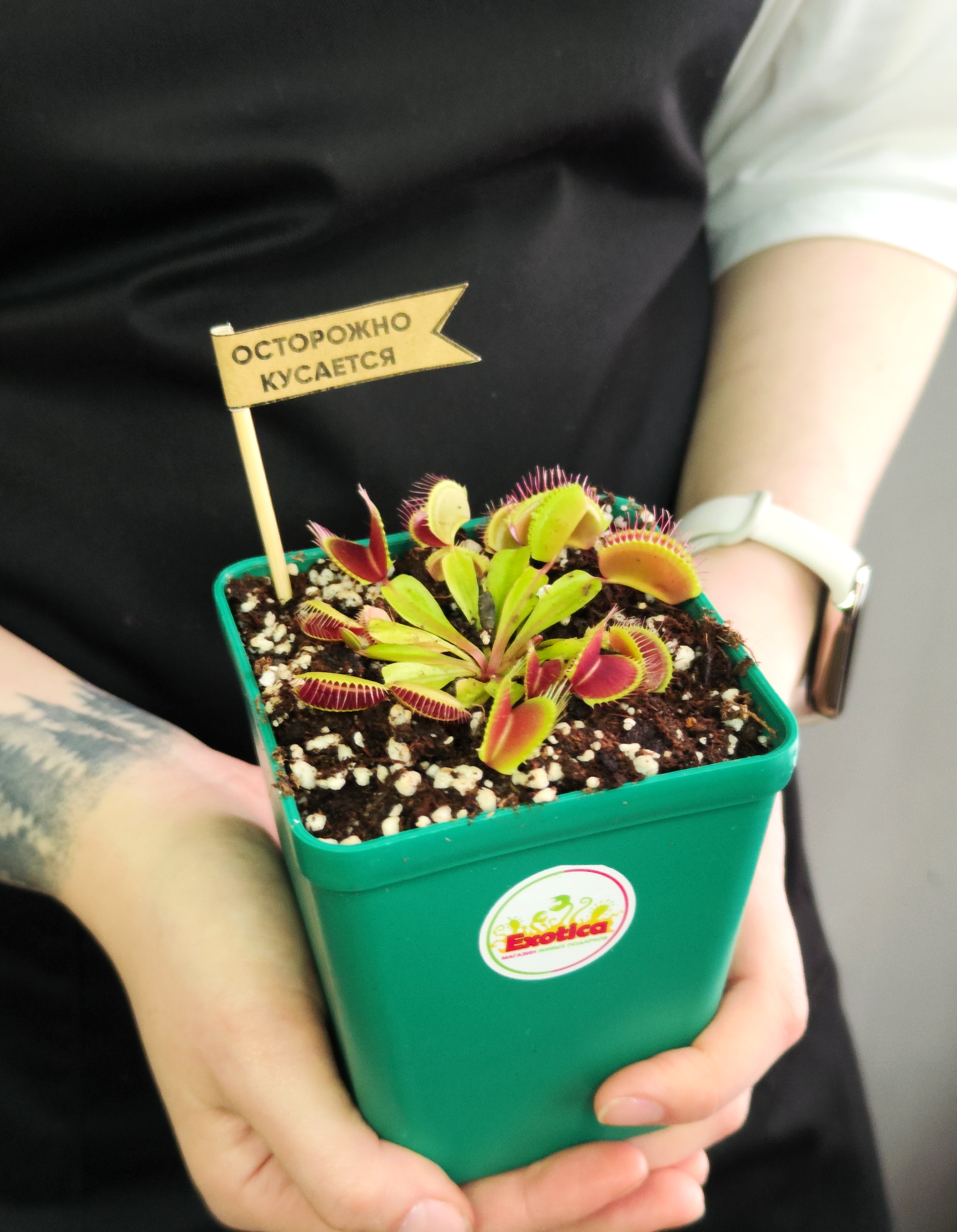 Венерина Мухоловка (Dionaea Muscipula) Пересаженная D10см