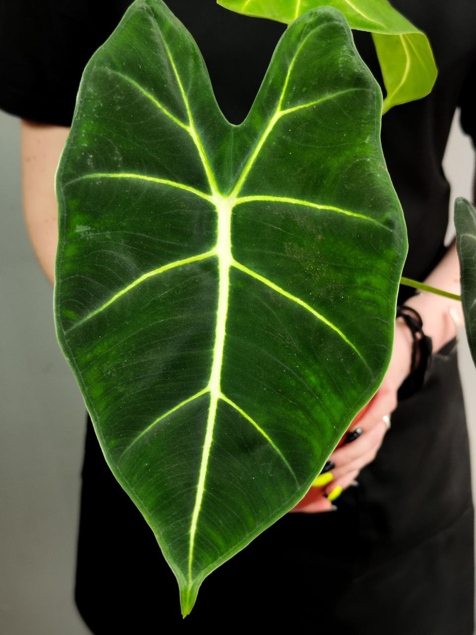 Алоказия Мишольца Фрайдек (Alocasia Frydek) D12см