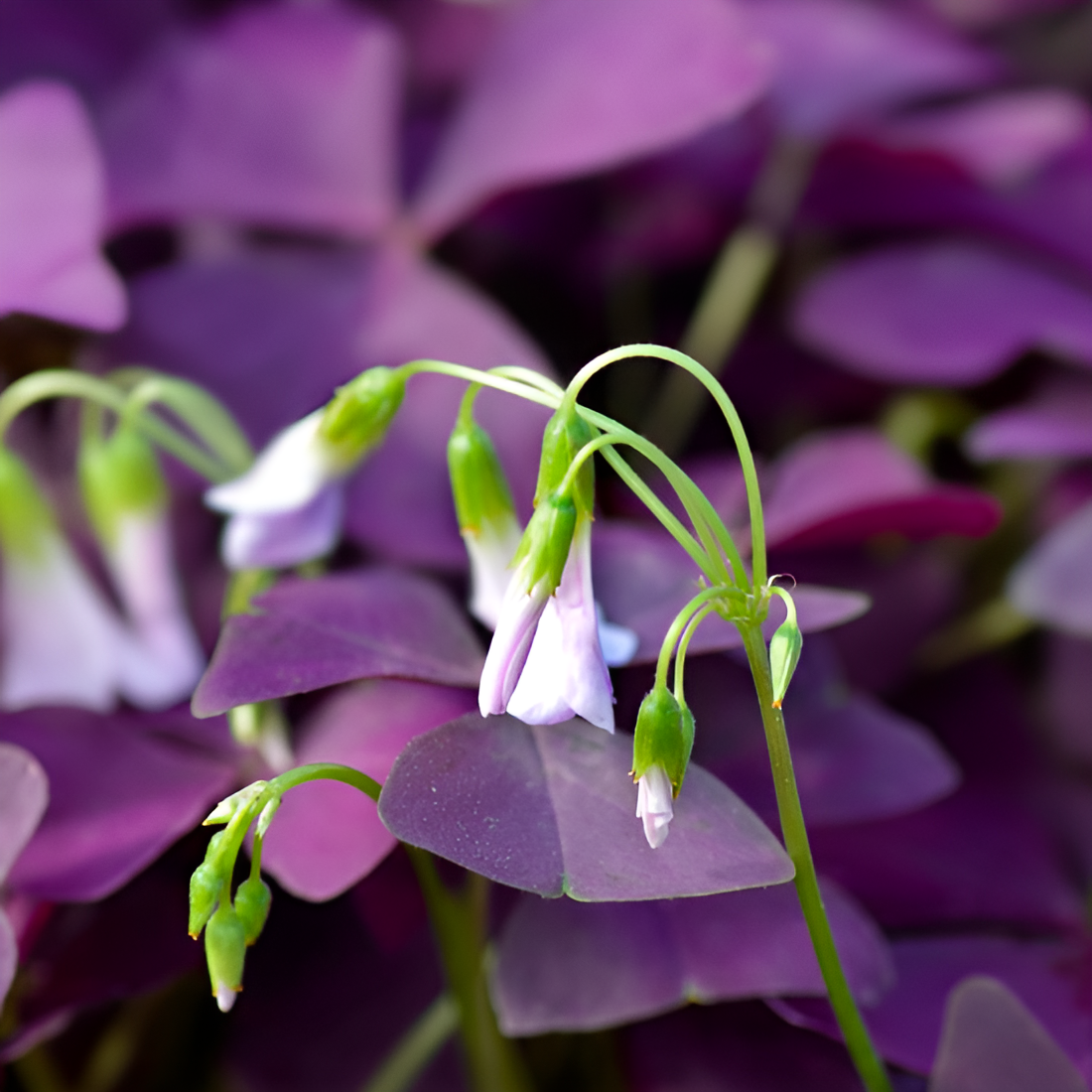 Кислица Треугольная Майк (Oxalis Triangularis Mijke) D10см
