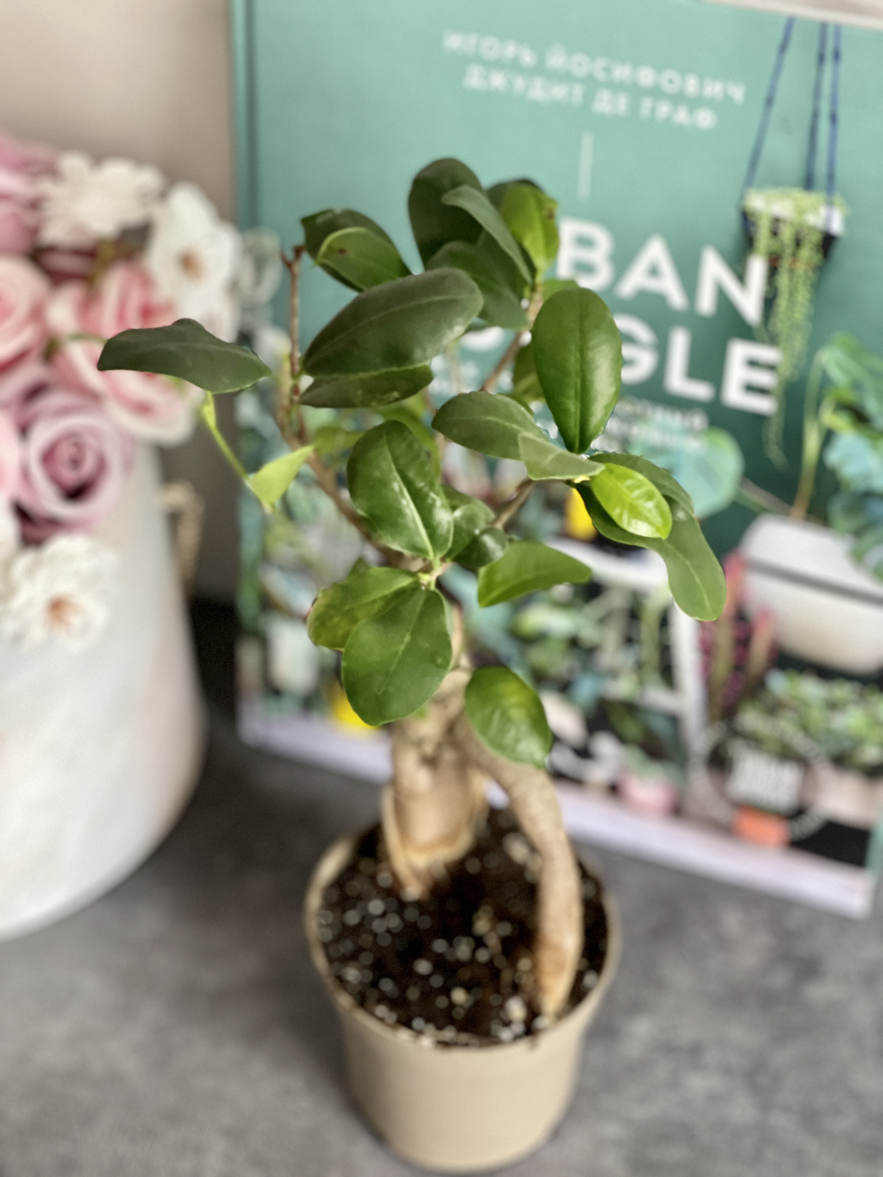 Бонсай Фикус Микрокарпа (Ficus Microcarpa) D9см УЦЕНКА
