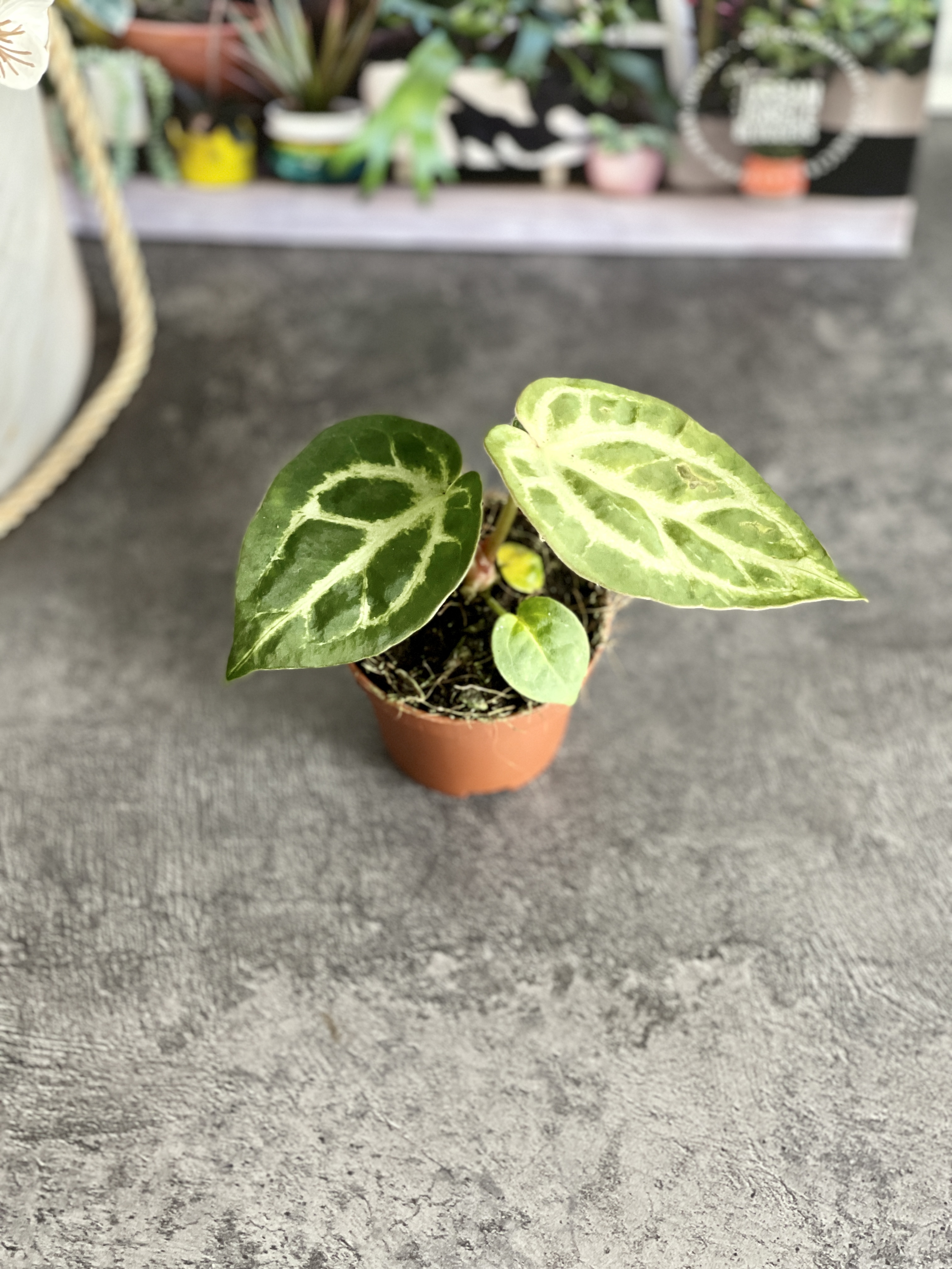 Антуриум Сильвер Блаш (Anthurium Silver Blush) D6см