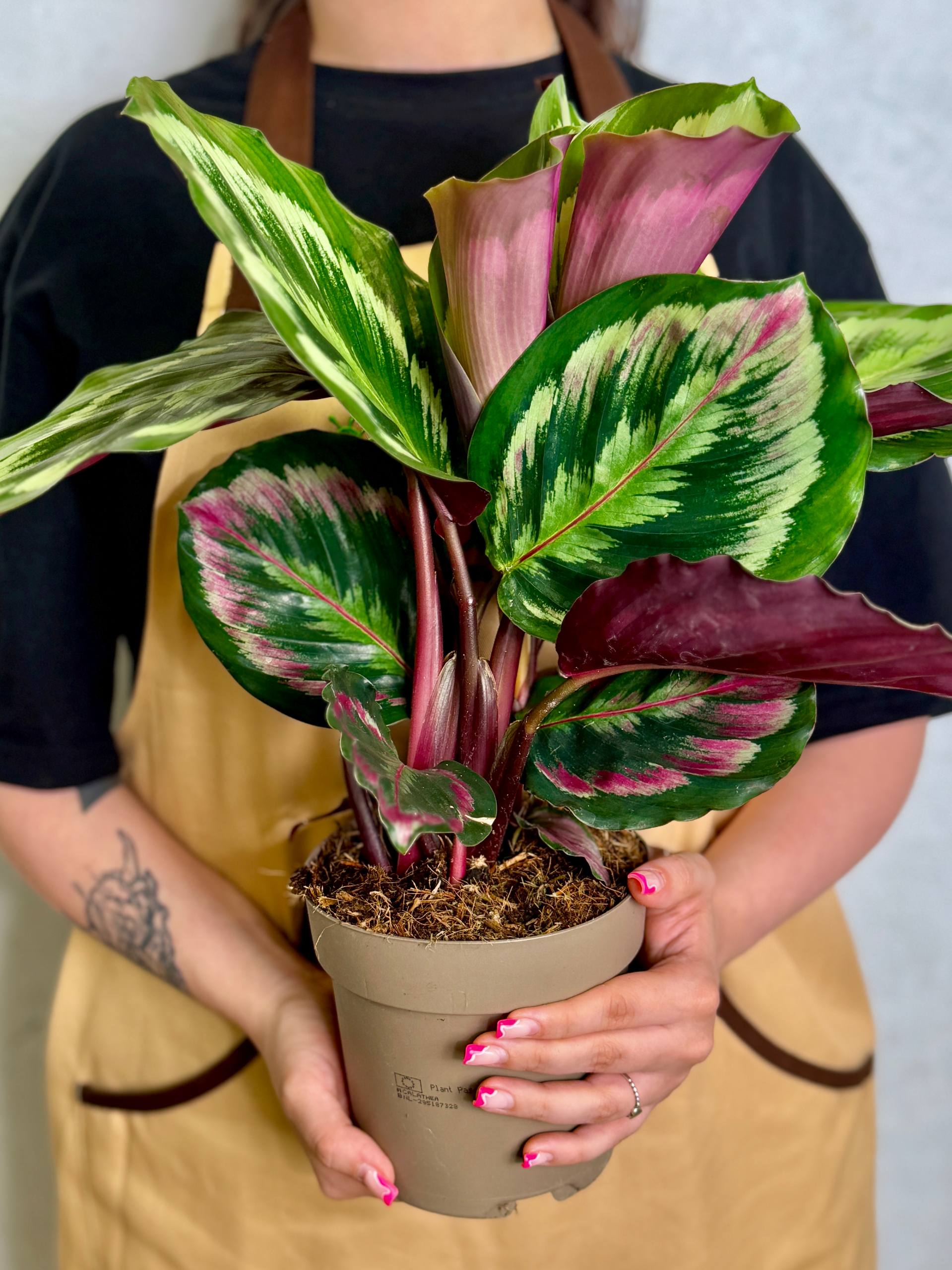 Калатея Марион Шайнстар (Calathea Marion Shinestar) D14см
