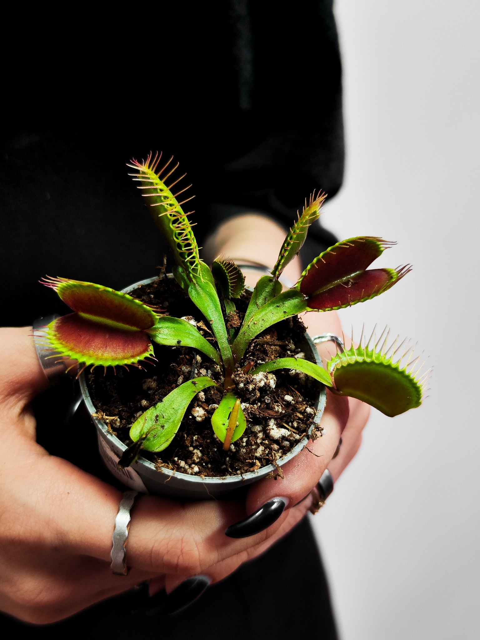 Венерина Мухоловка G16 (Dionaea Muscipula G16) D5см
