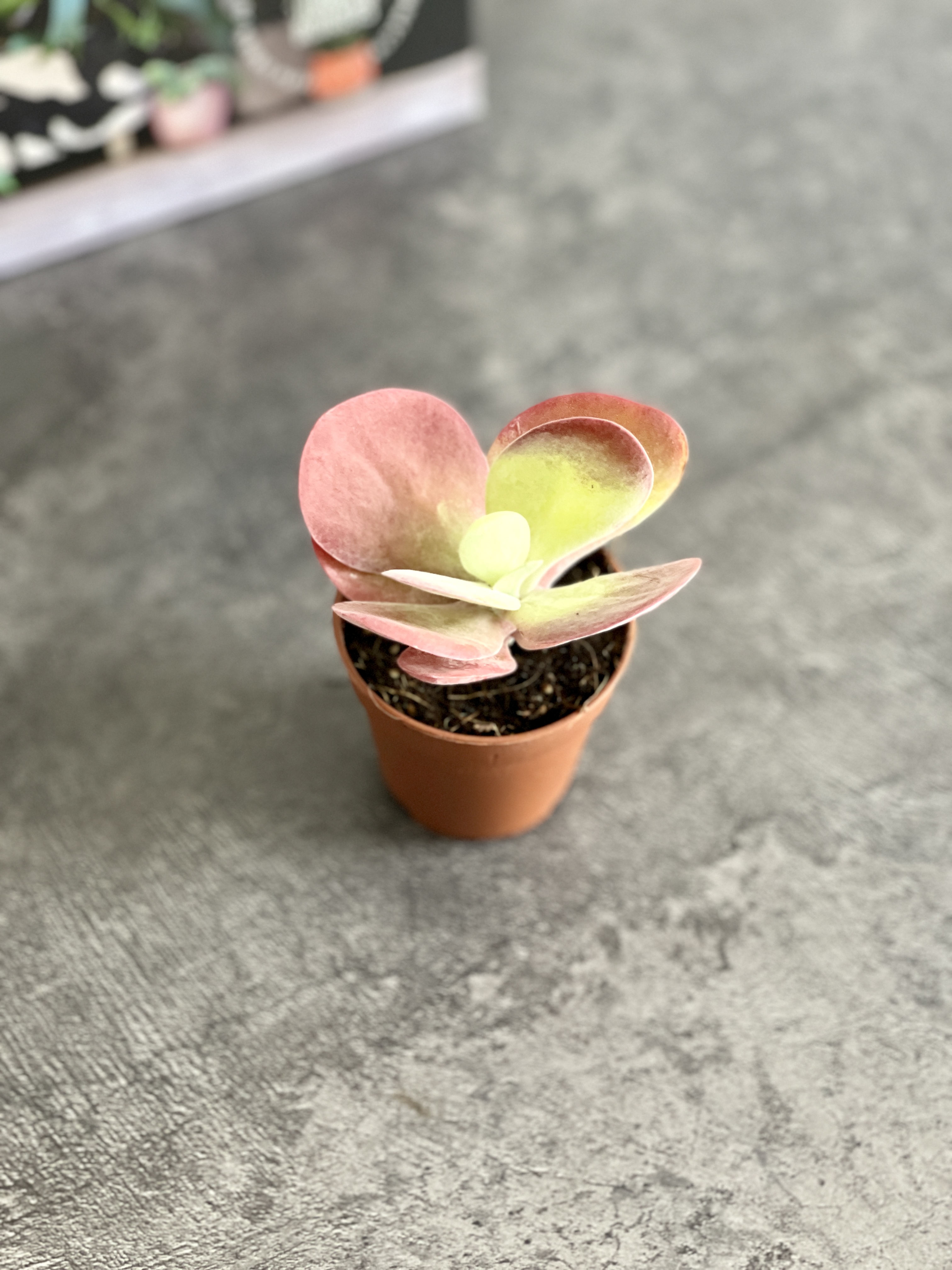Каланхоэ Тирсифлора Ред Липс (Kalanchoe Thyrsiflora Red Lips) D5см