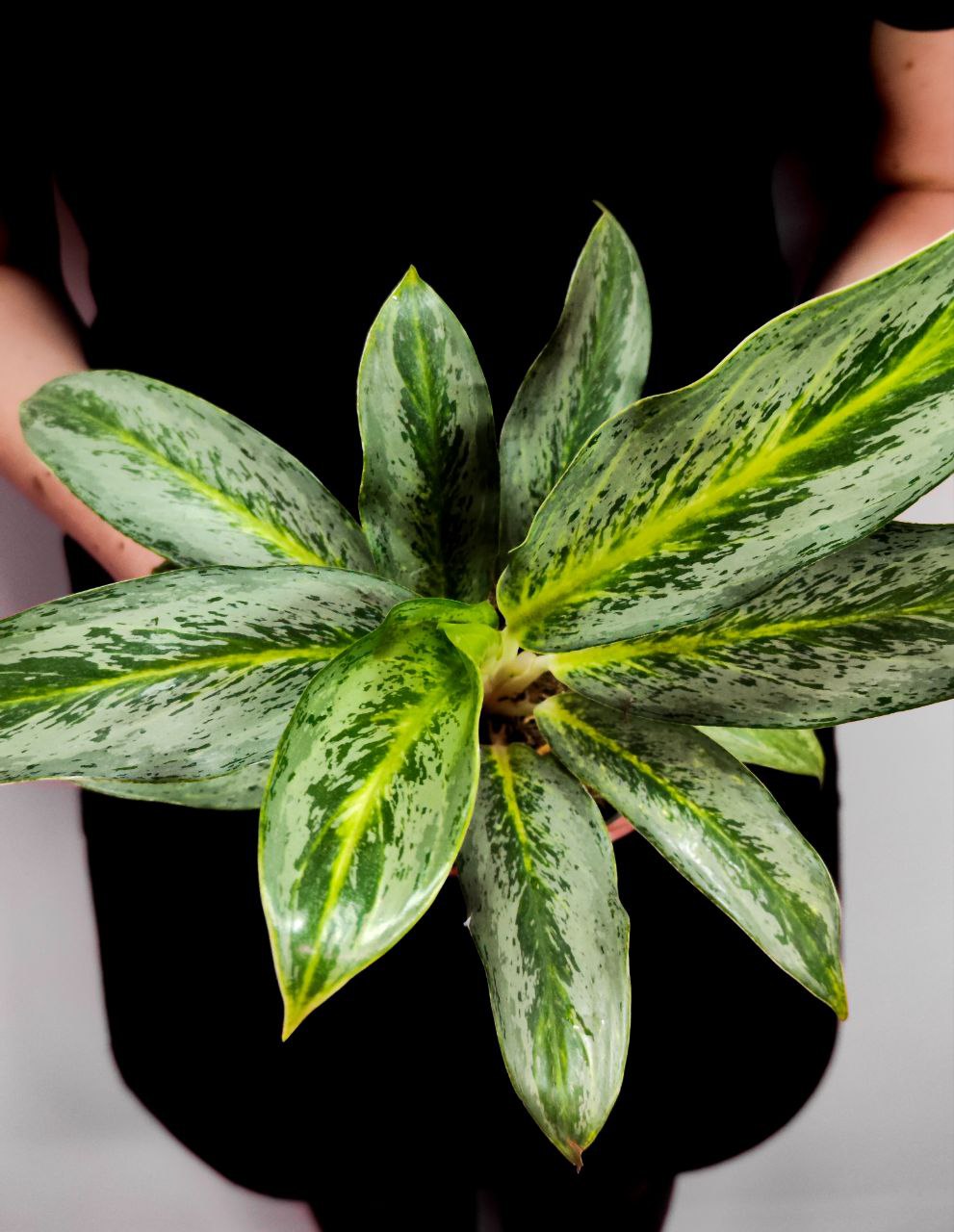 Аглаонема Эмеральд Грей (Aglaonema Emerald Gray) D12см